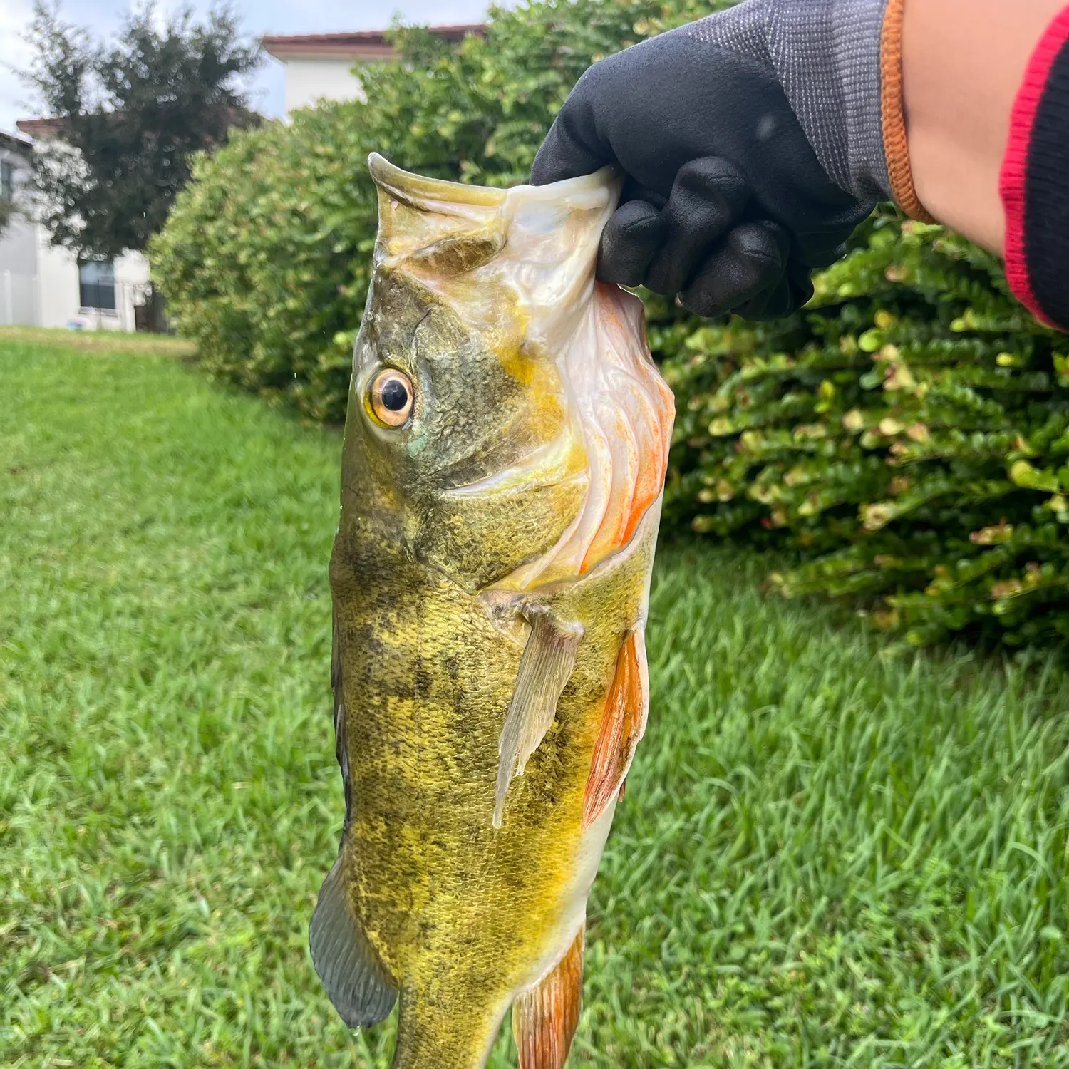 Butterfly peacock bass caught on Fishbrain