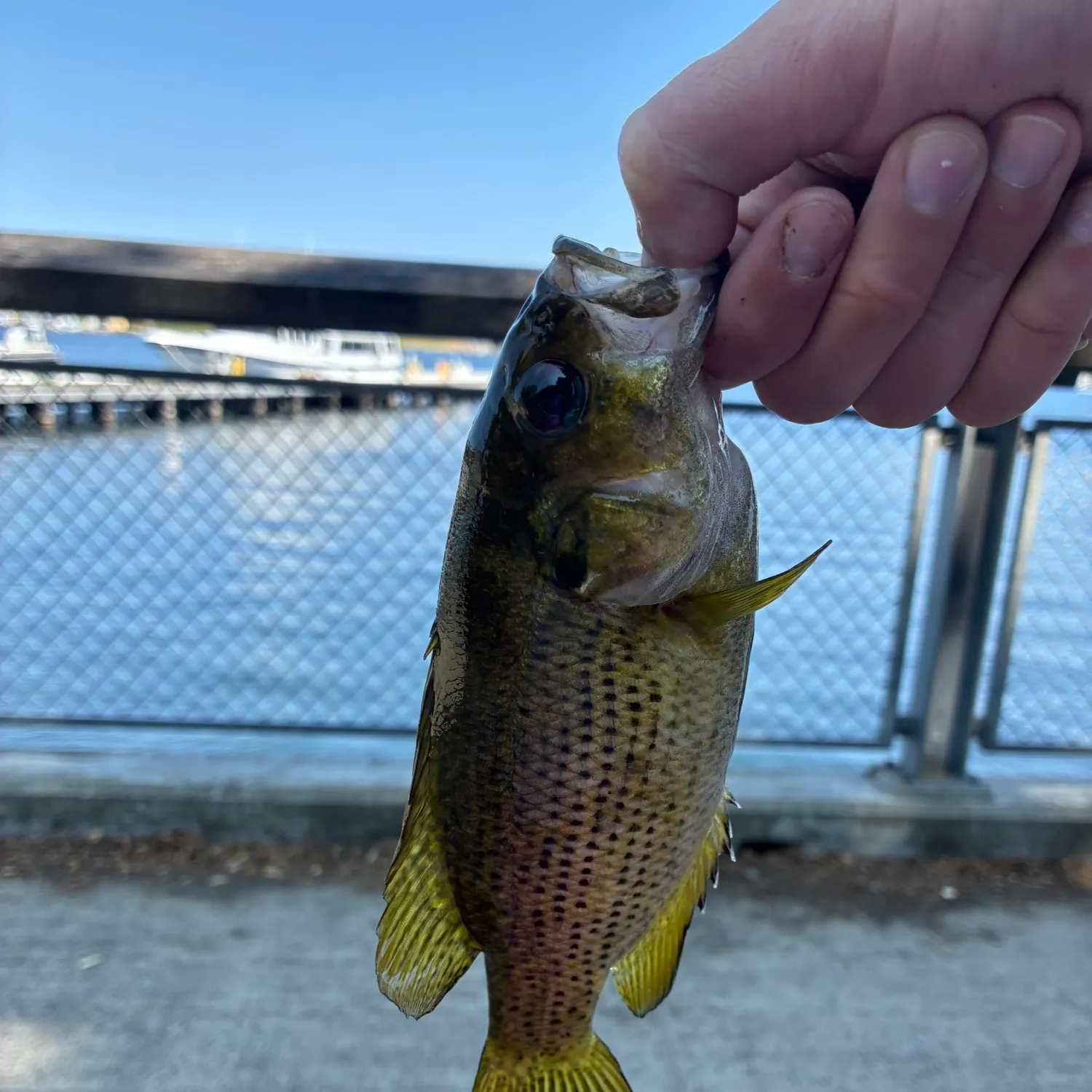 catch