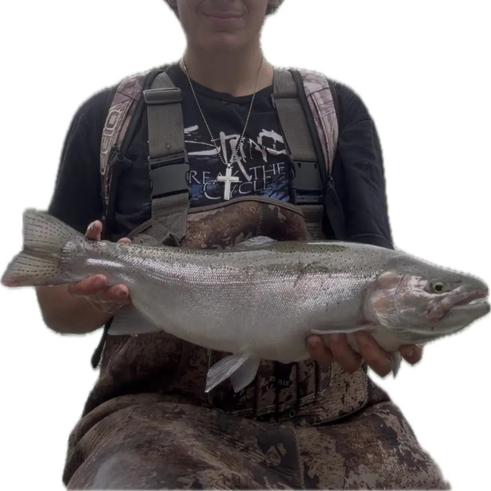 Steelhead caught on Fishbrain