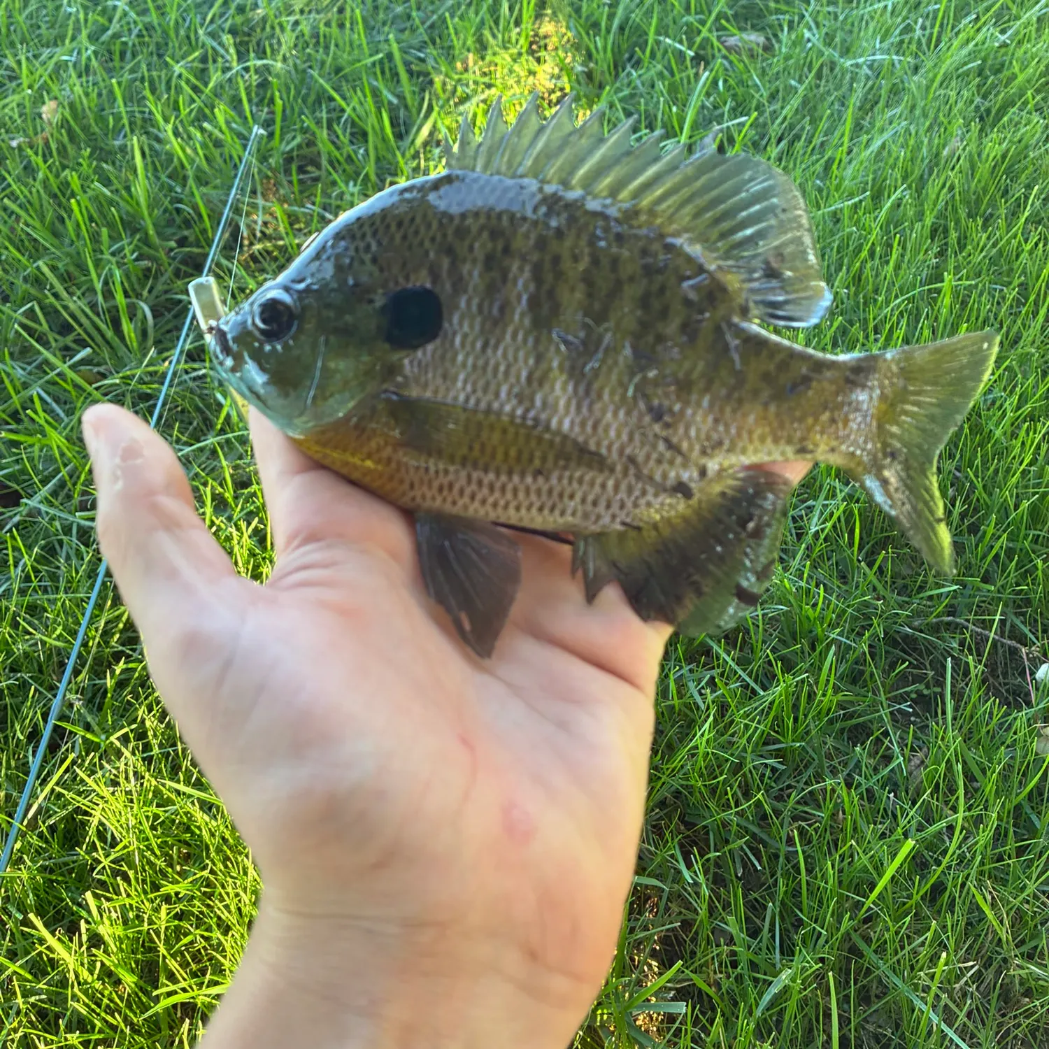 Bluegill caught on Fishbrain