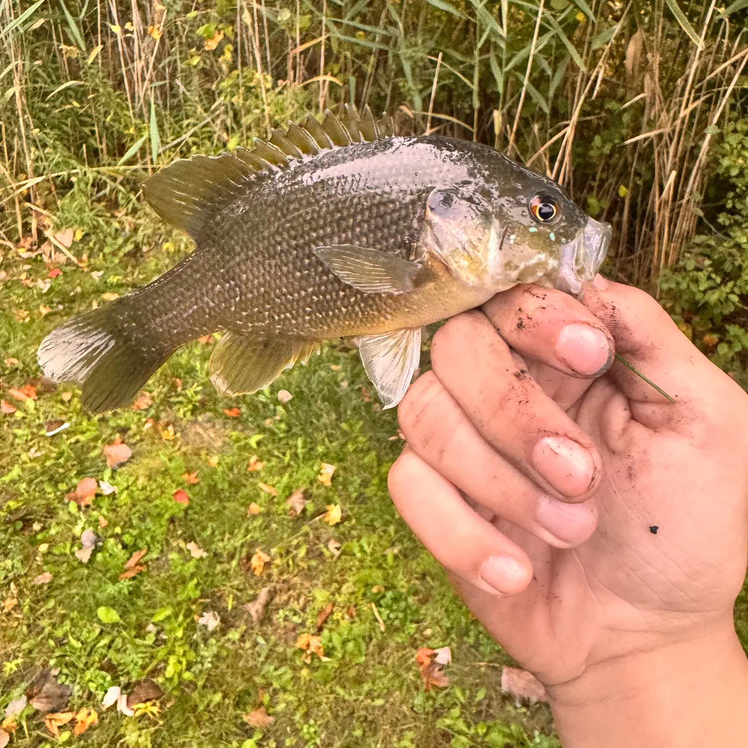 Smallmouth bass caught on Fishbrain