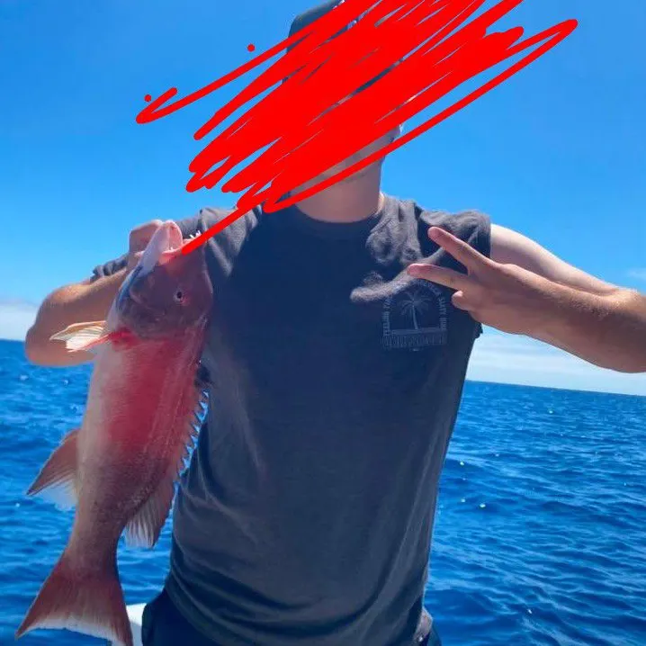 The most recent California sheephead catches on Fishbrain
