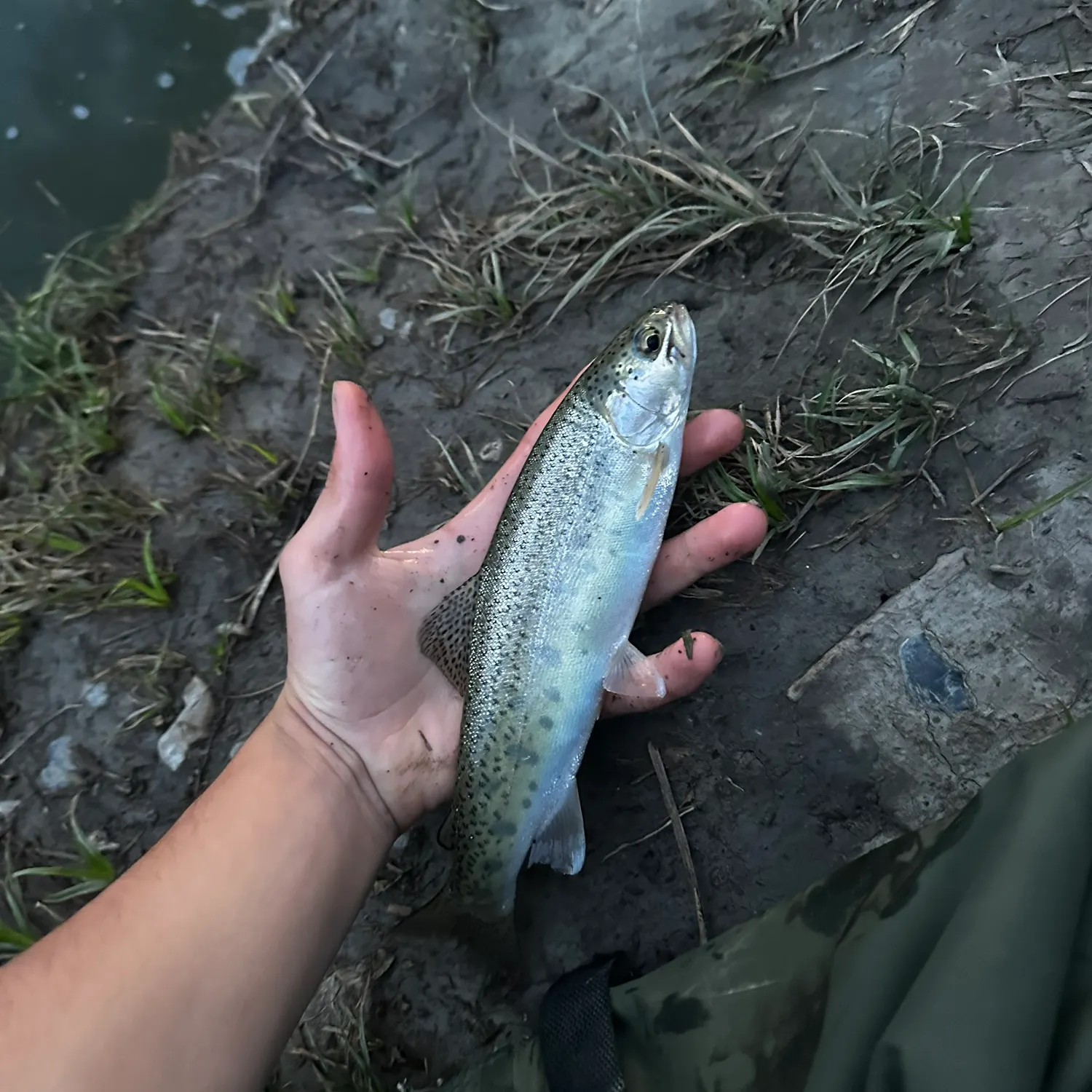 Rainbow trout caught on Fishbrain