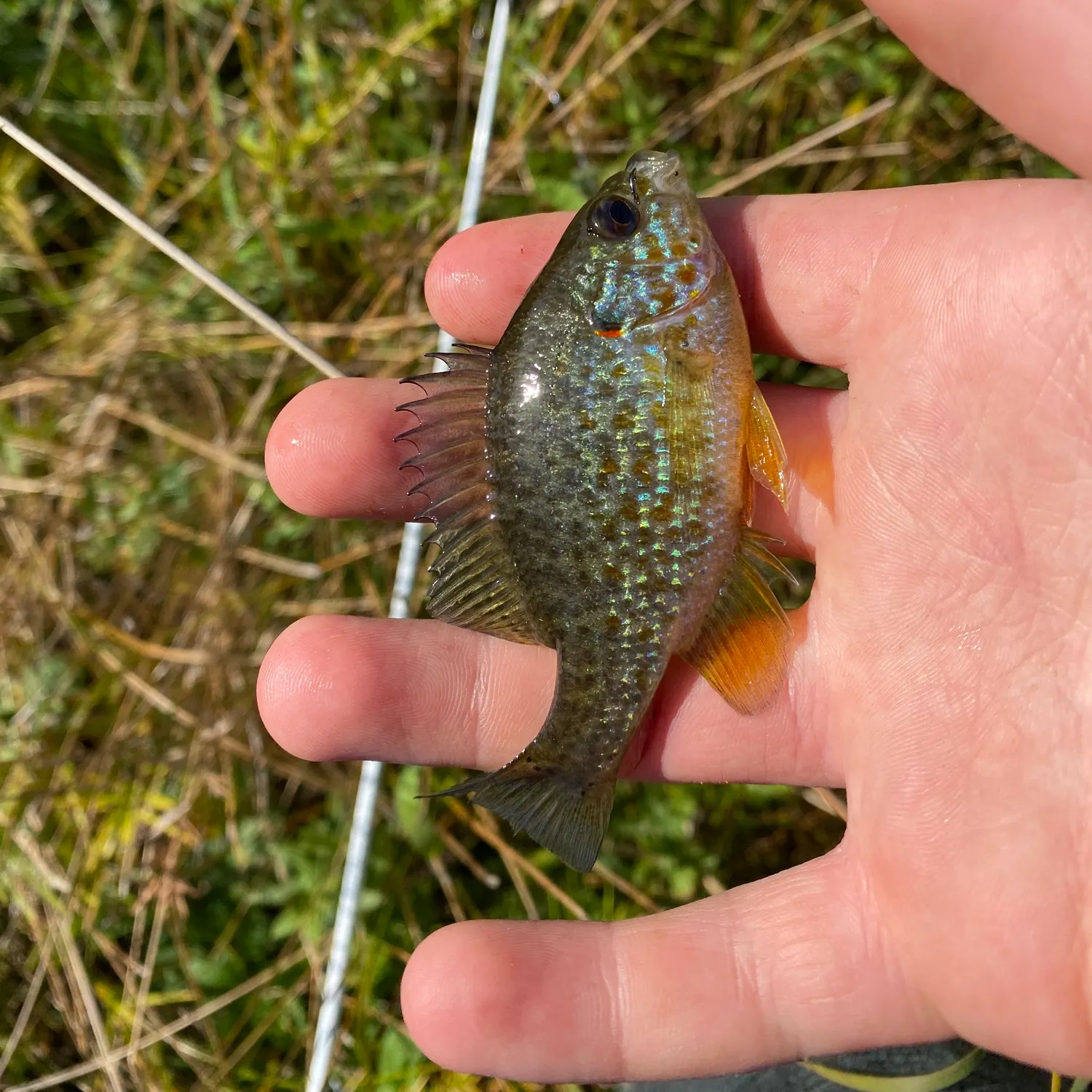 Pumpkinseed caught on Fishbrain