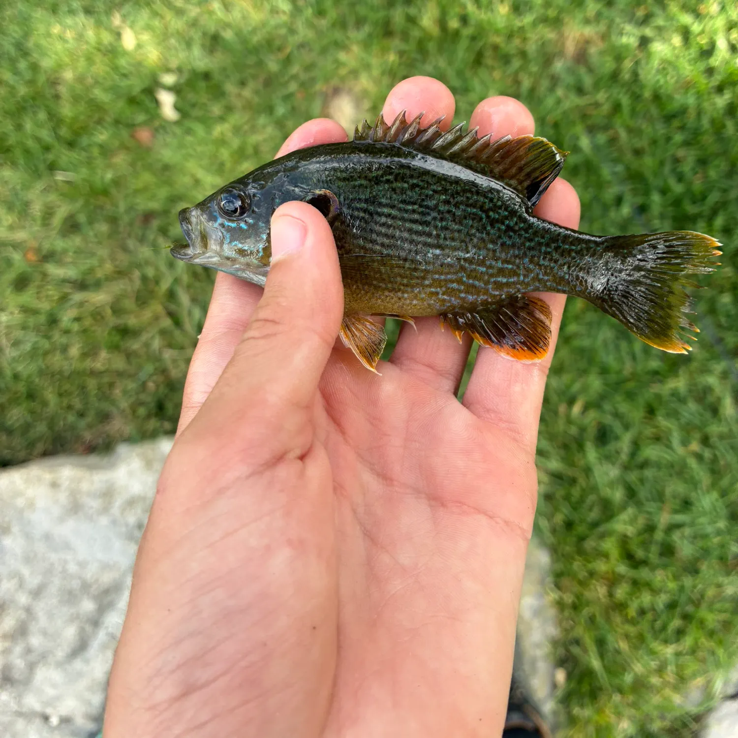 The most recent Dollar sunfish catches on Fishbrain