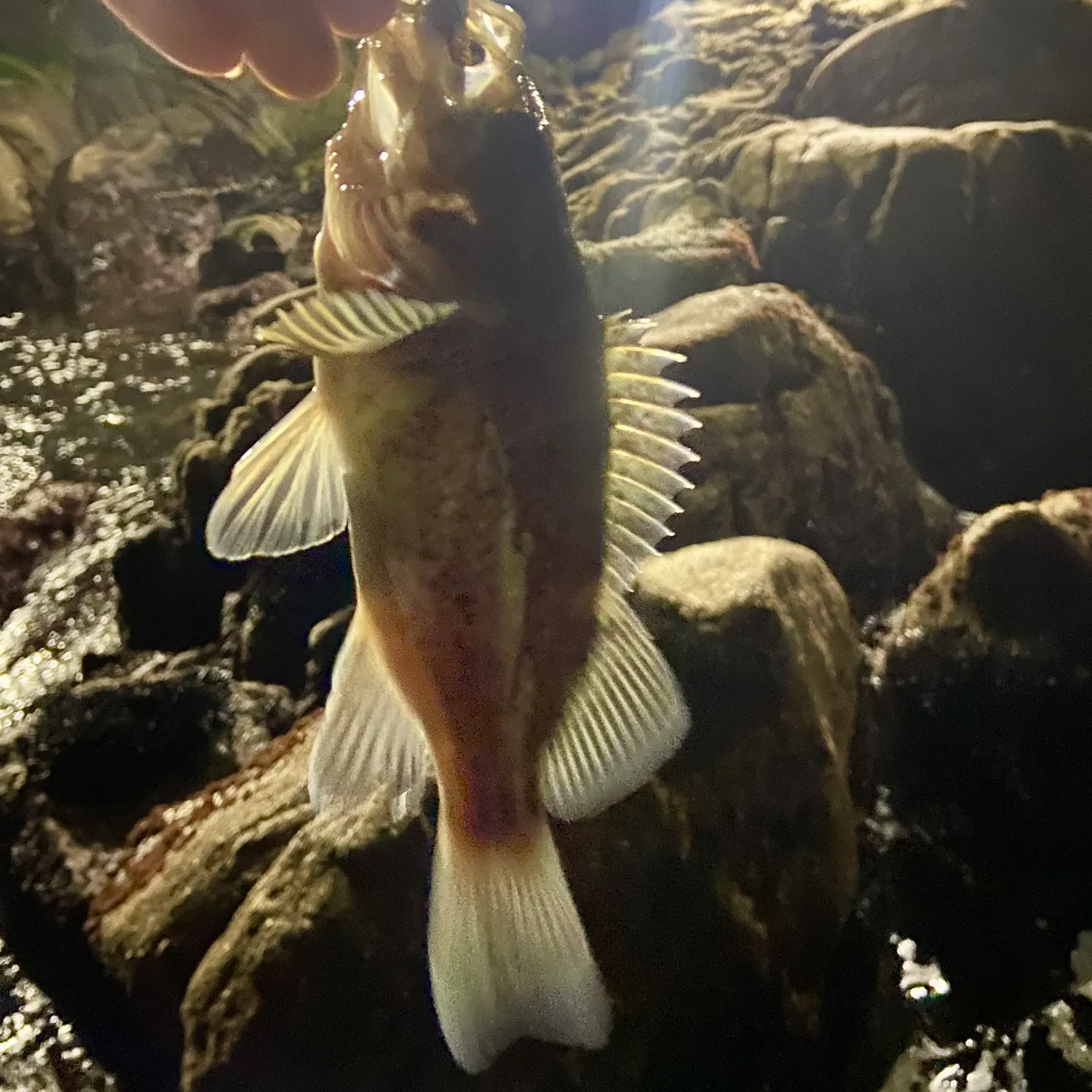 The most recent Copper rockfish catches on Fishbrain