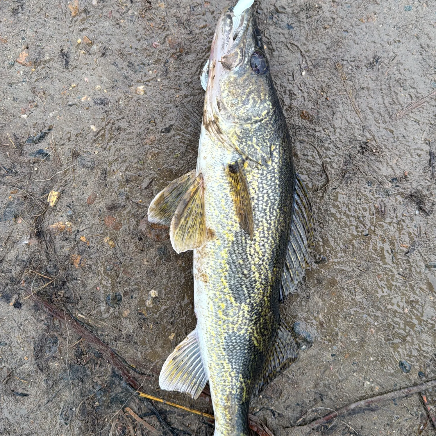 The most recent Sauger catches on Fishbrain