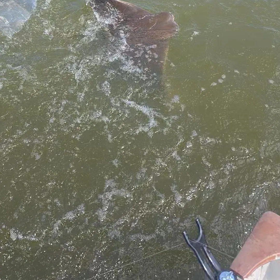 Cownose Ray caught on Fishbrain