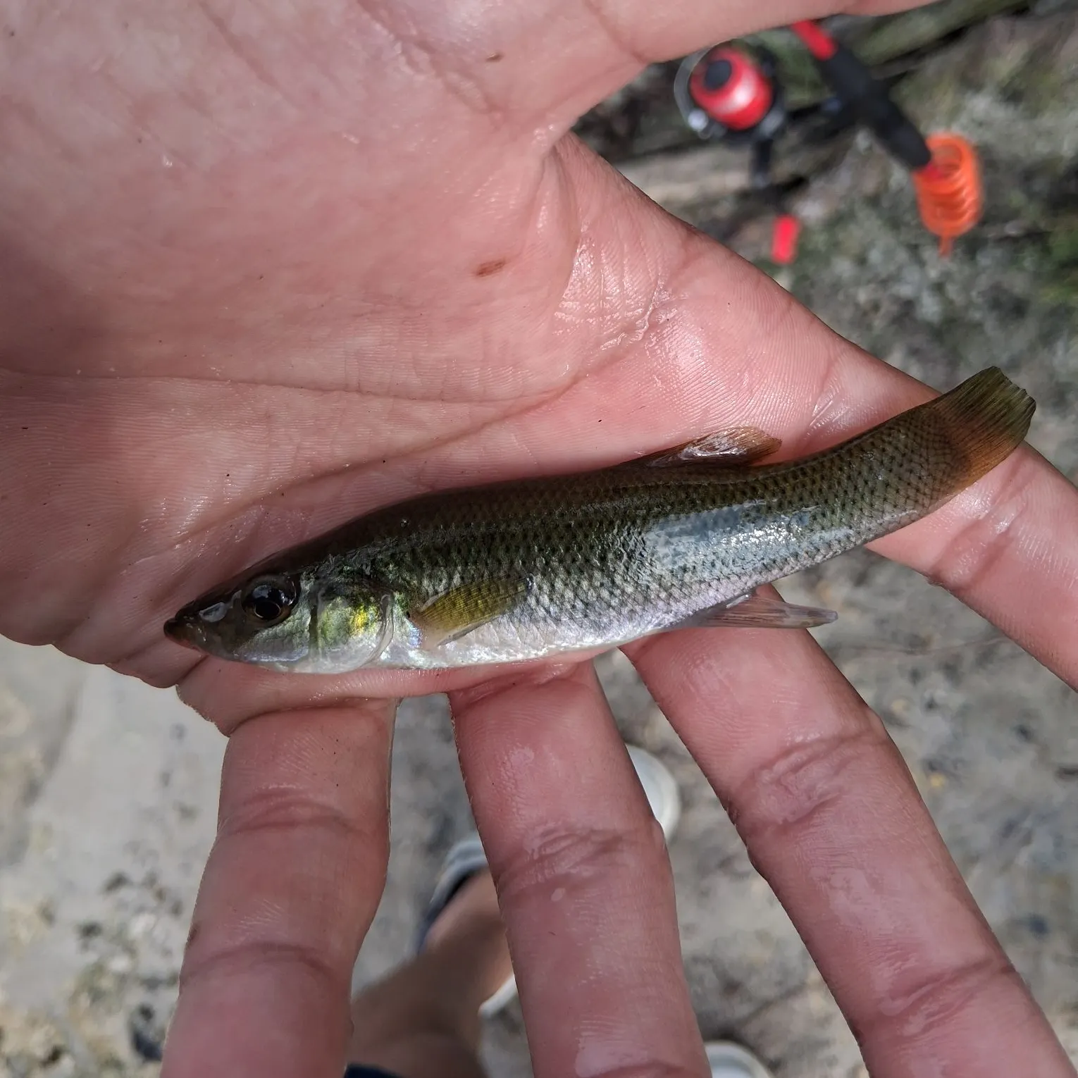 Seminole killifish caught on Fishbrain