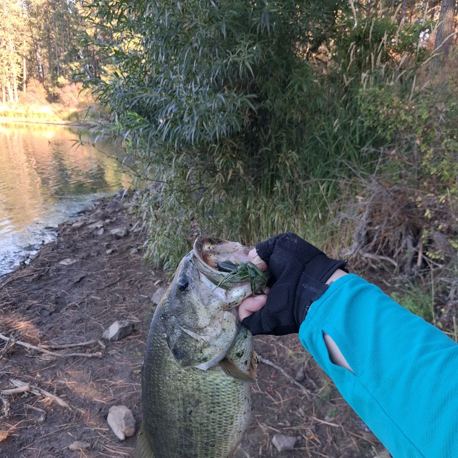 Largemouth bass caught on Fishbrain