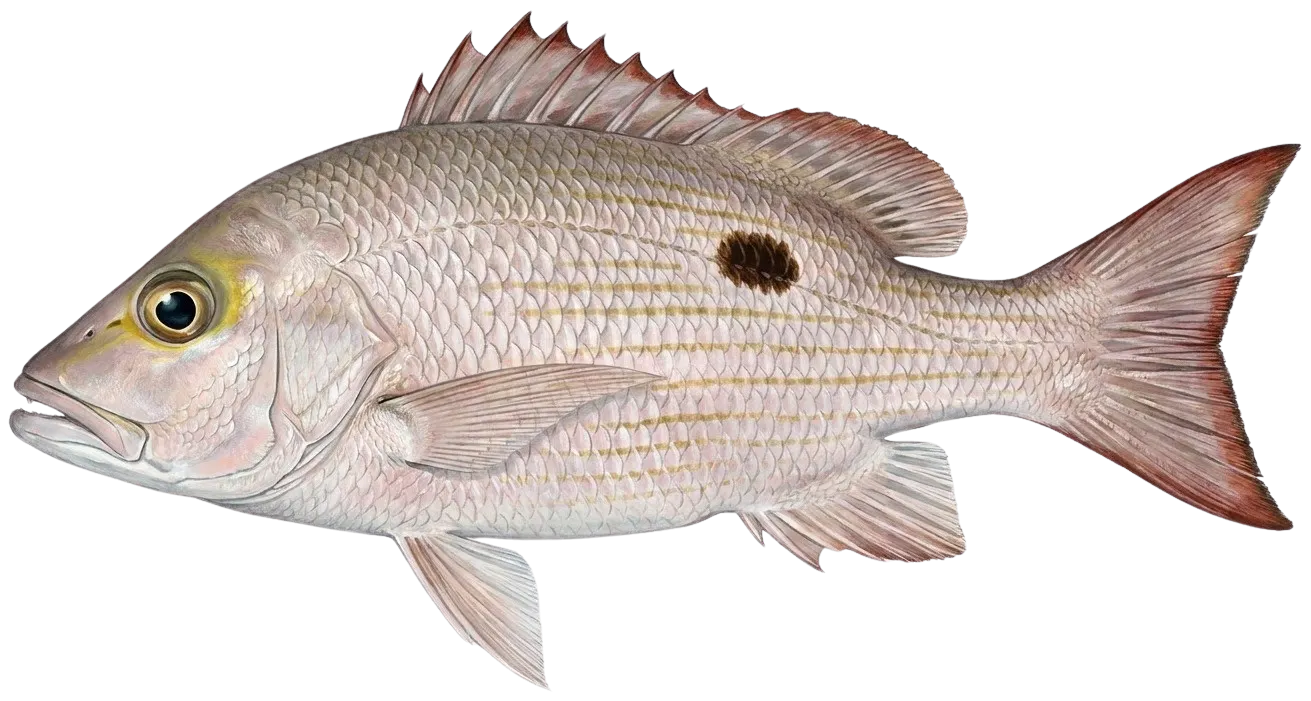 Mahogany snapper