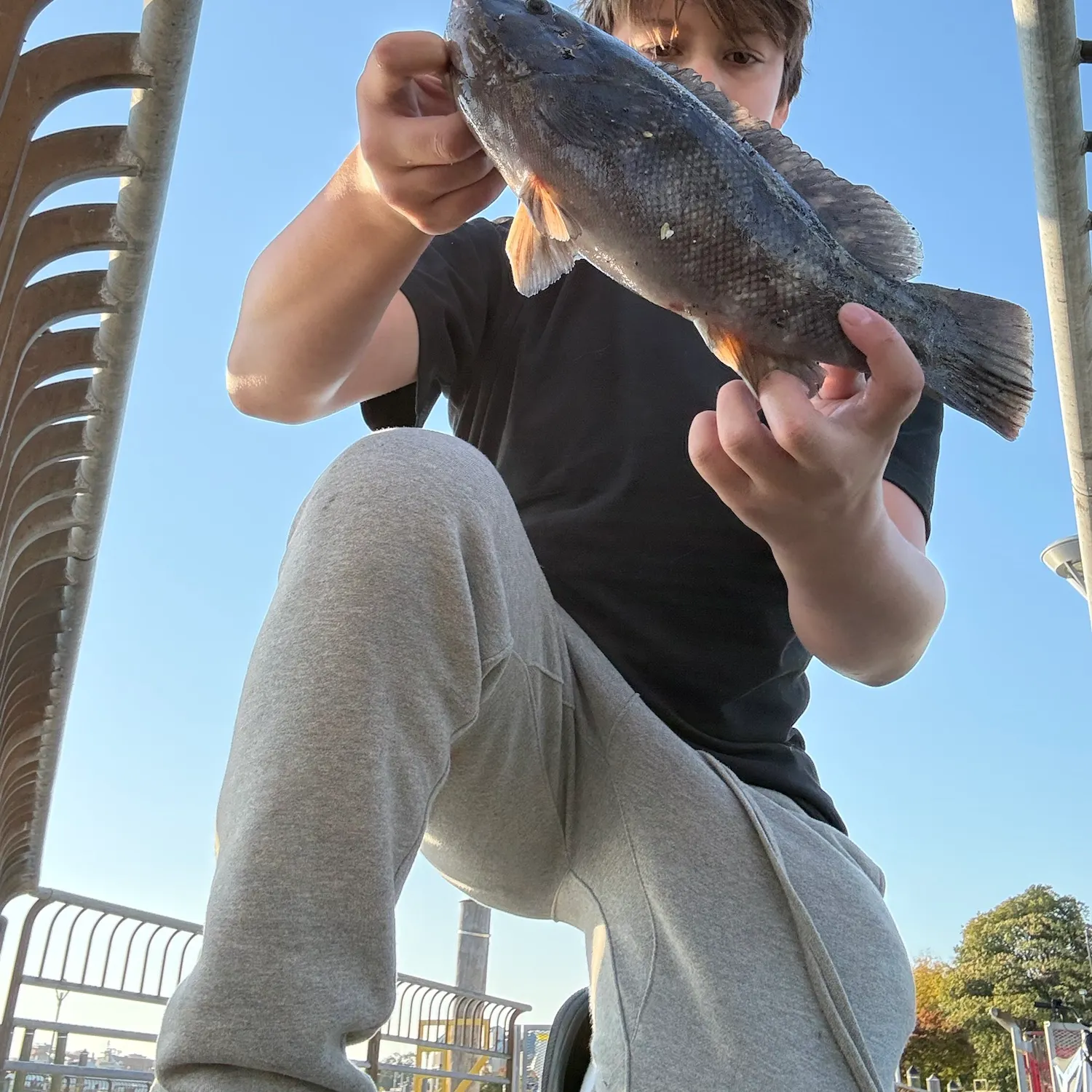 Tautog caught on Fishbrain