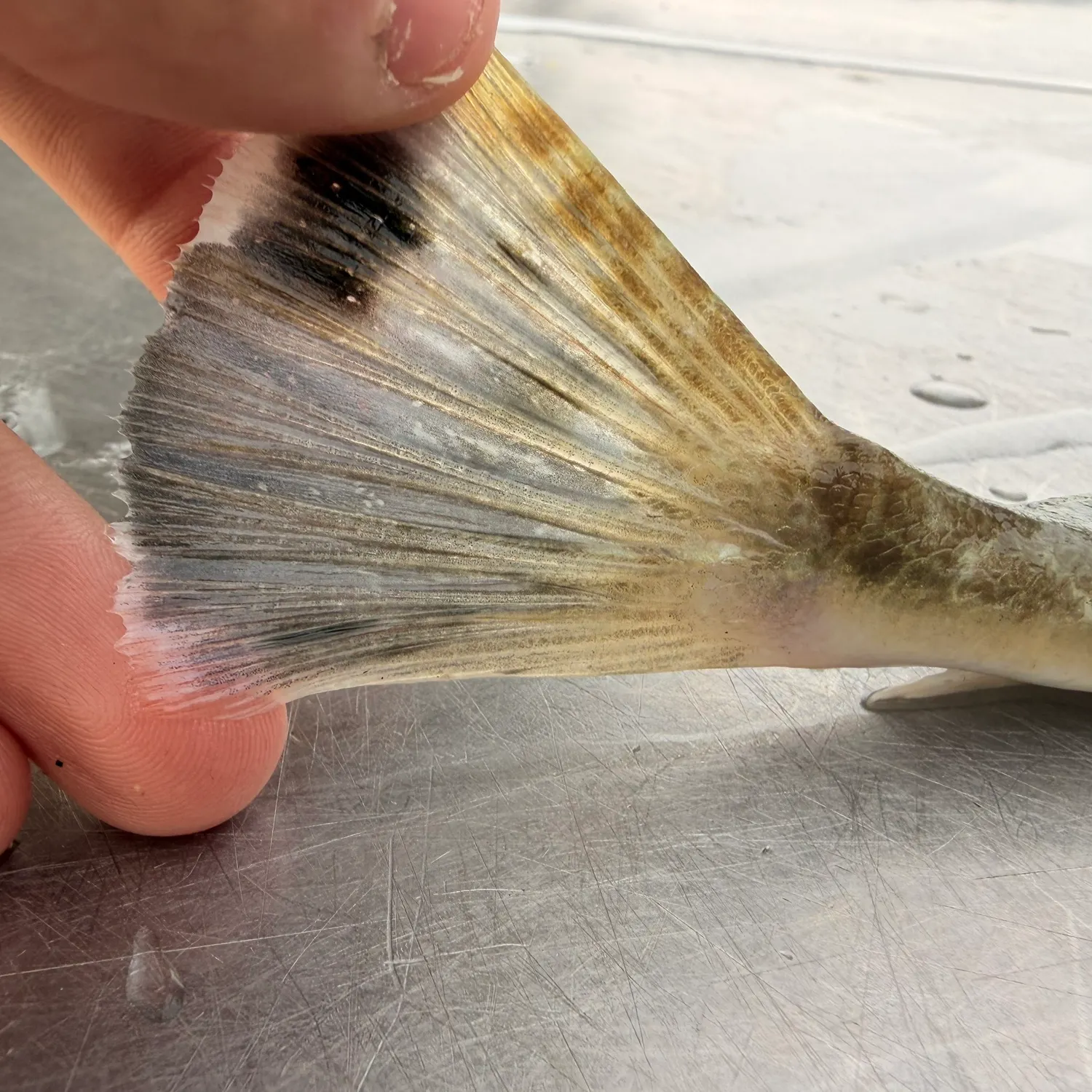 Dusky flathead caught on Fishbrain