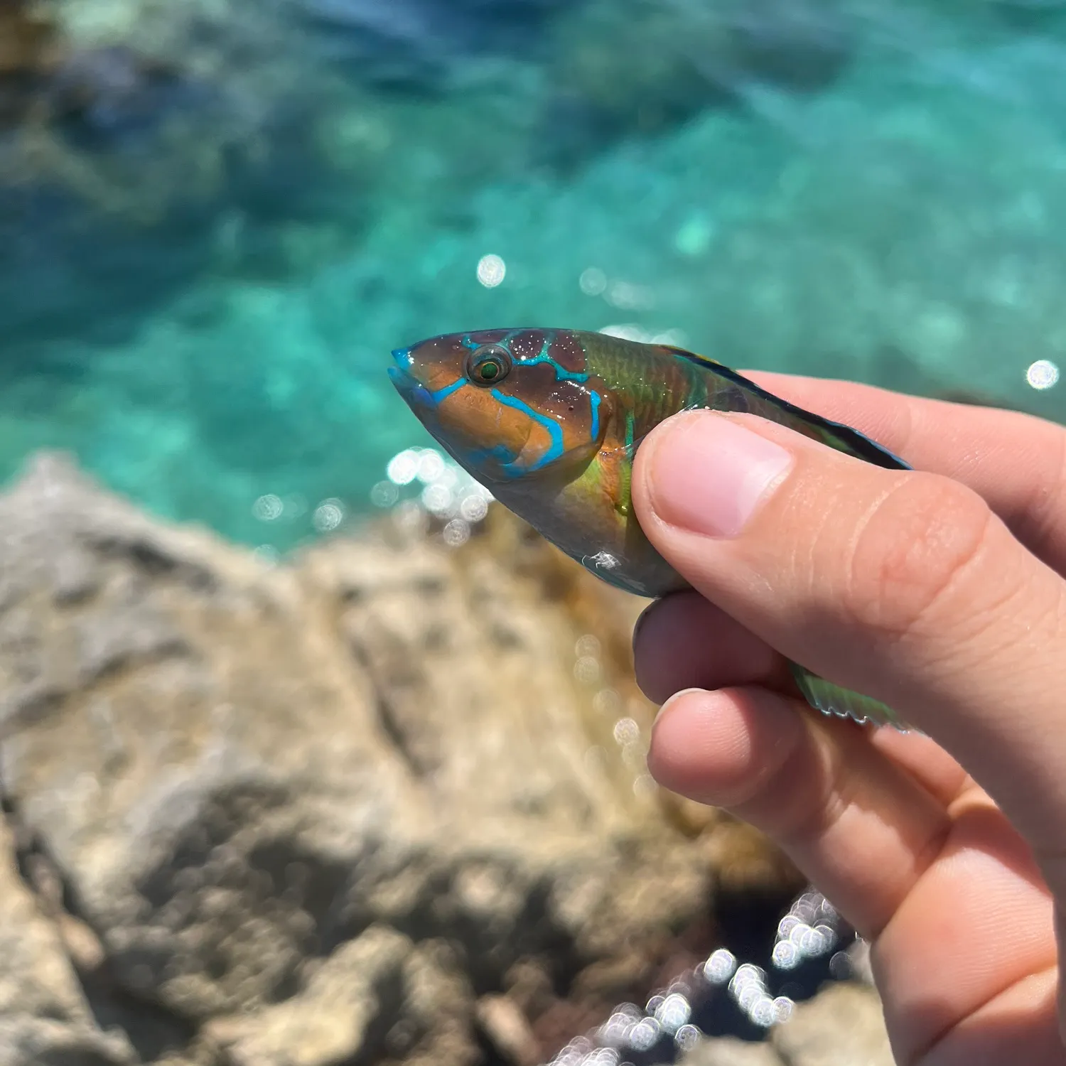 The most recent Ornate wrasse catches on Fishbrain