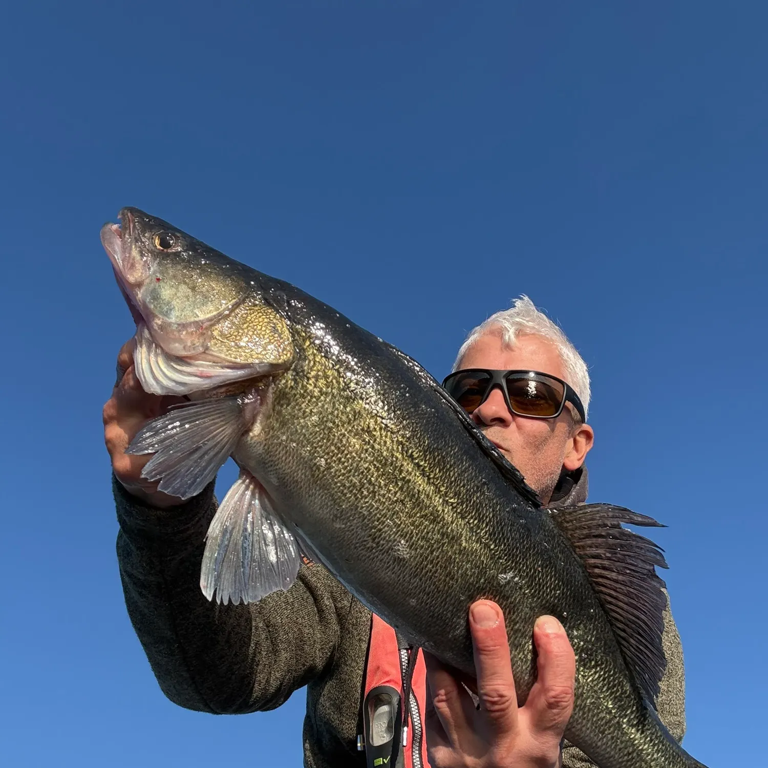 Zander caught on Fishbrain