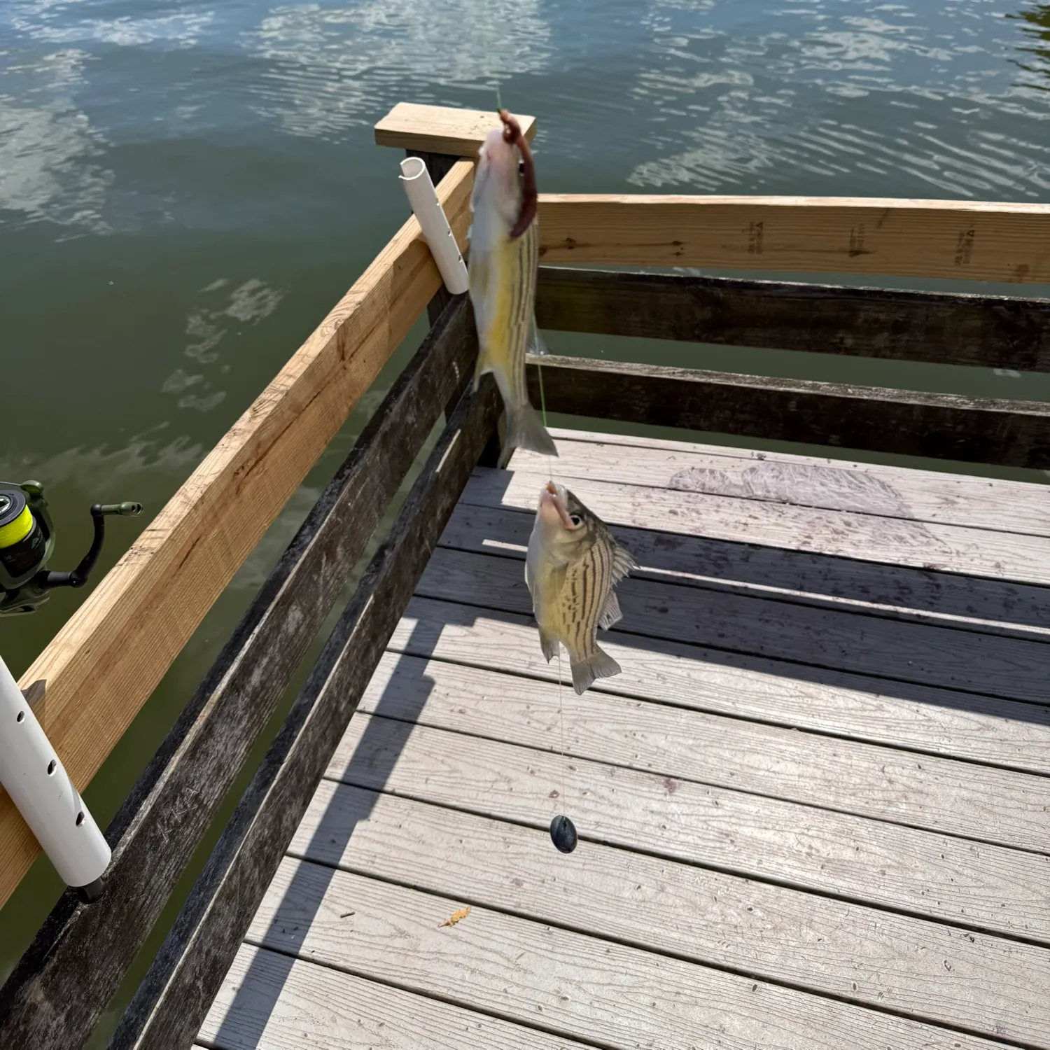 Yellow bass caught on Fishbrain