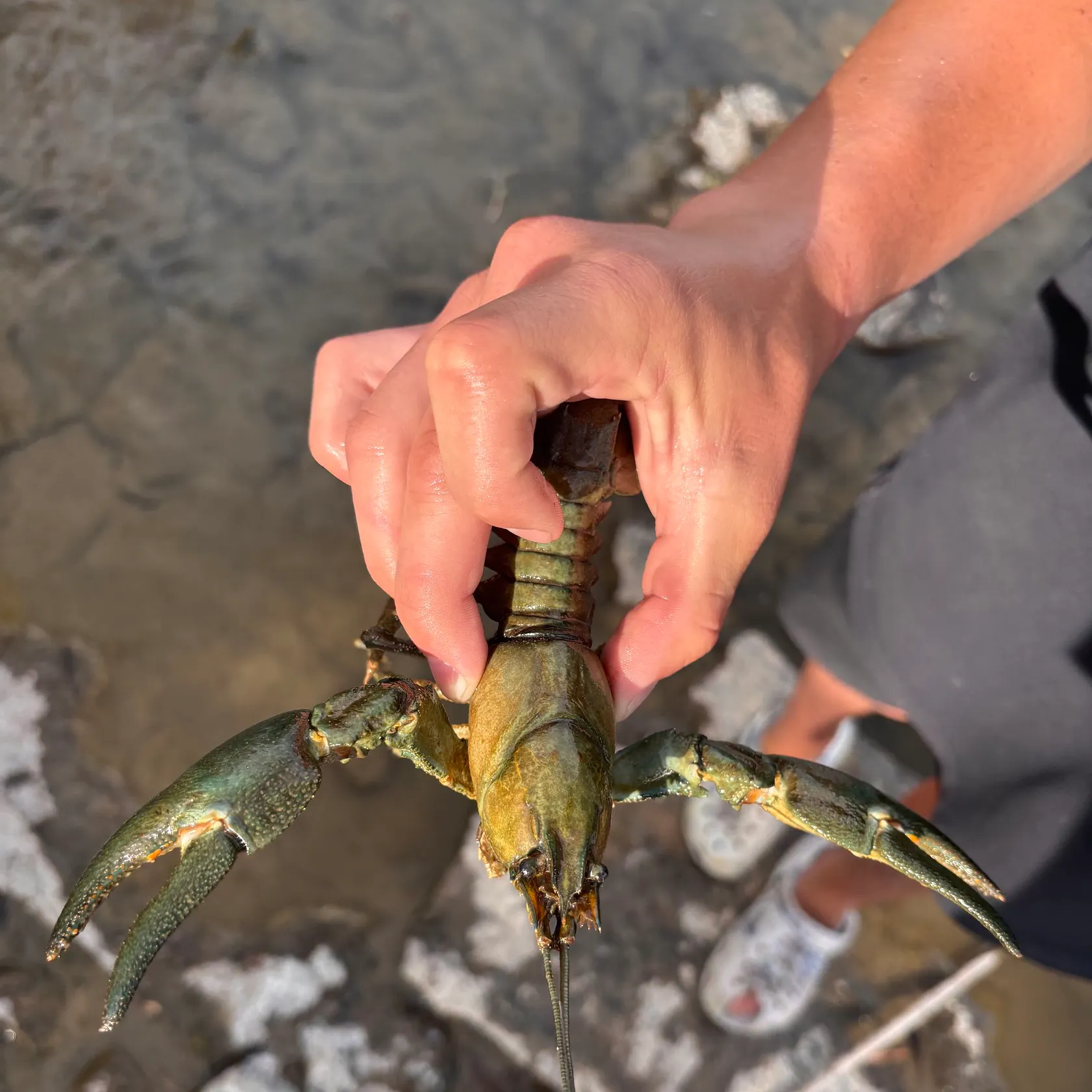 The most recent Signal crayfish catches on Fishbrain