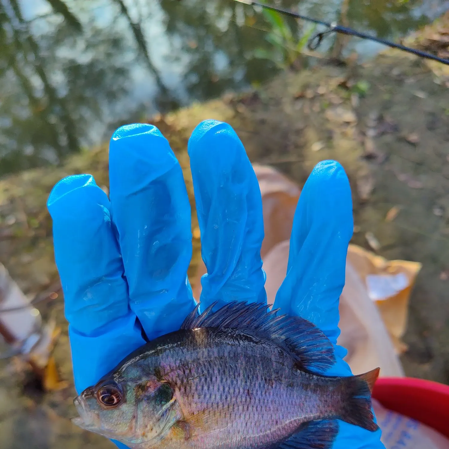 The most recent Redspotted sunfish catches on Fishbrain