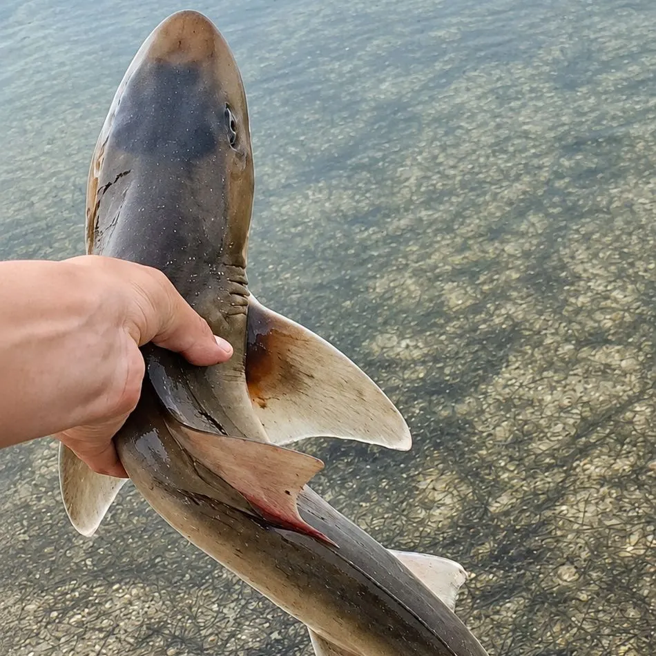 The most recent Gummy shark catches on Fishbrain