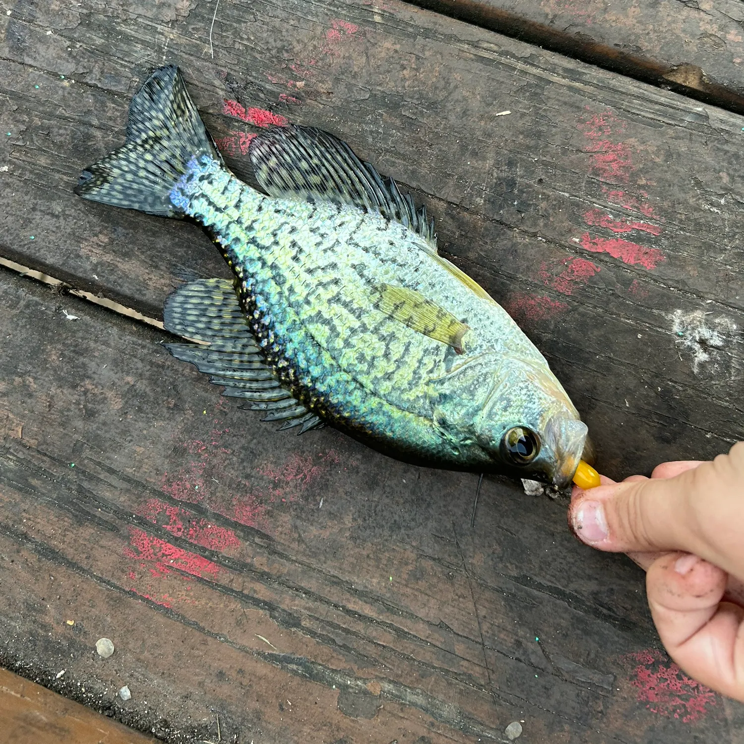 Black crappie caught on Fishbrain
