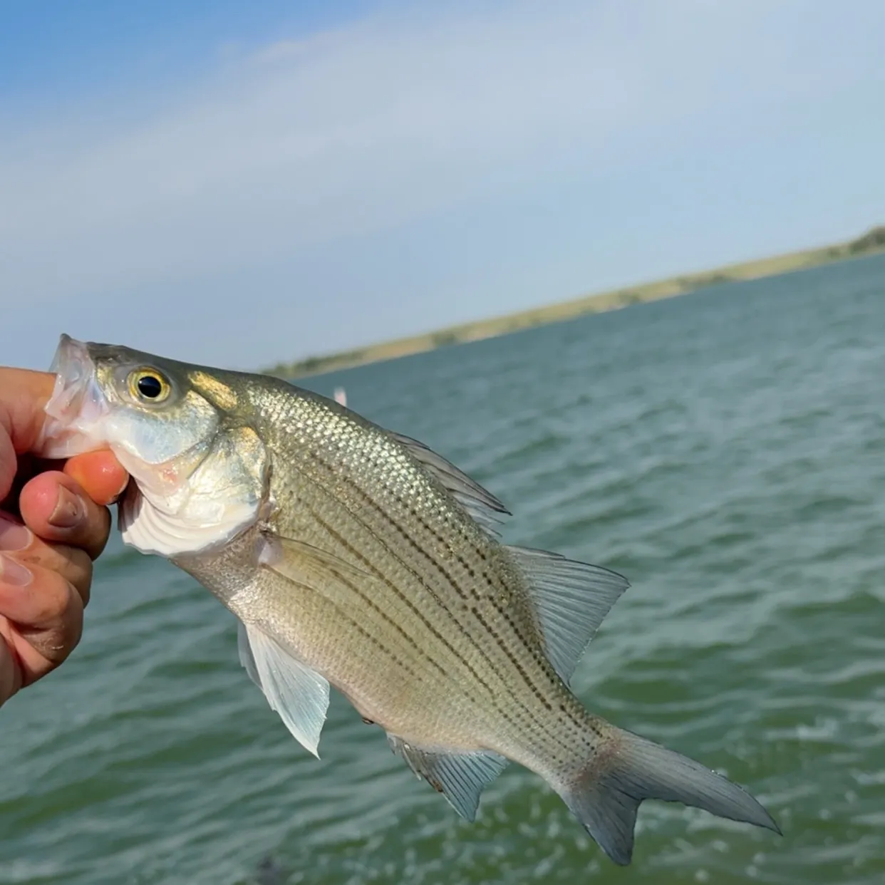 White bass caught on Fishbrain
