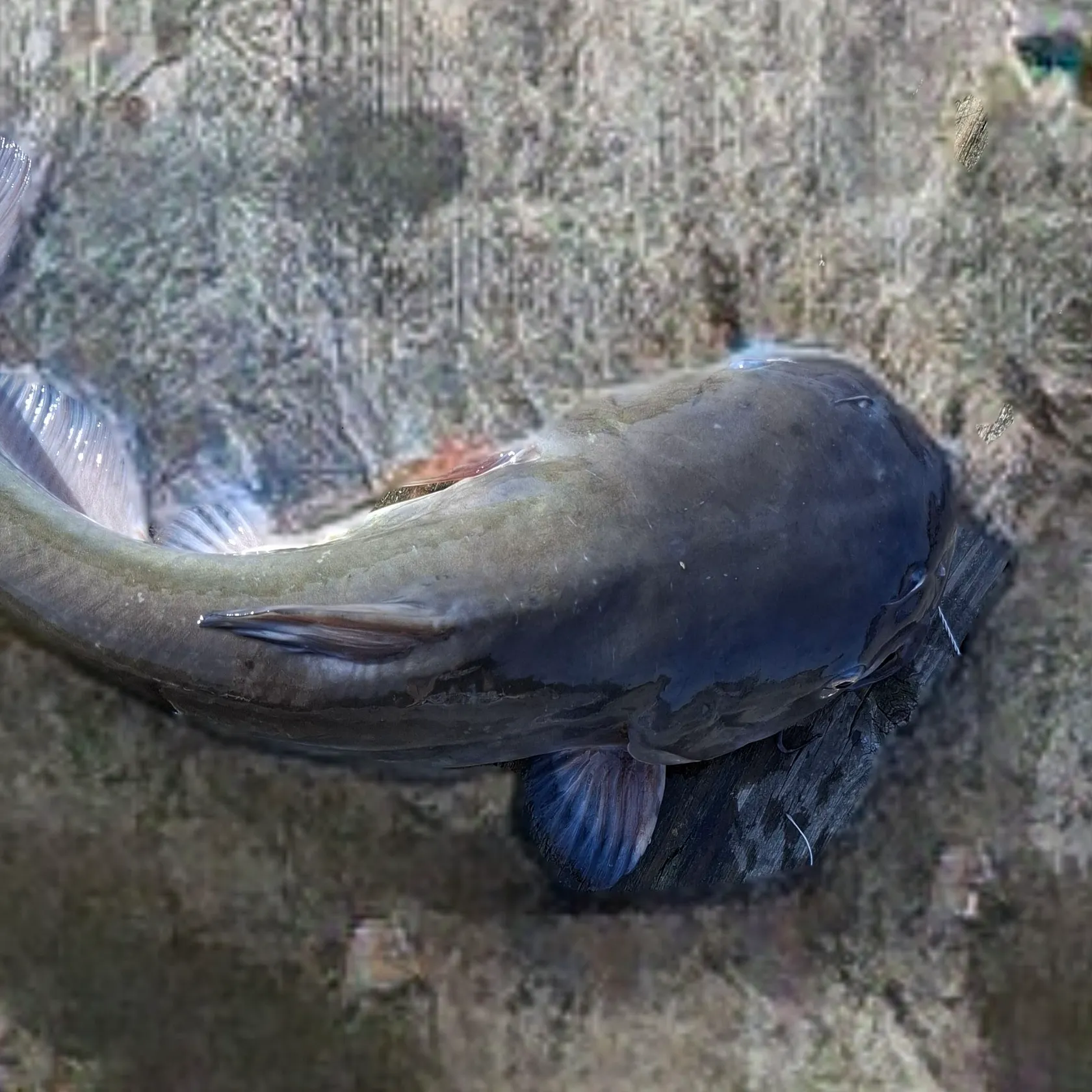 White bullhead caught on Fishbrain