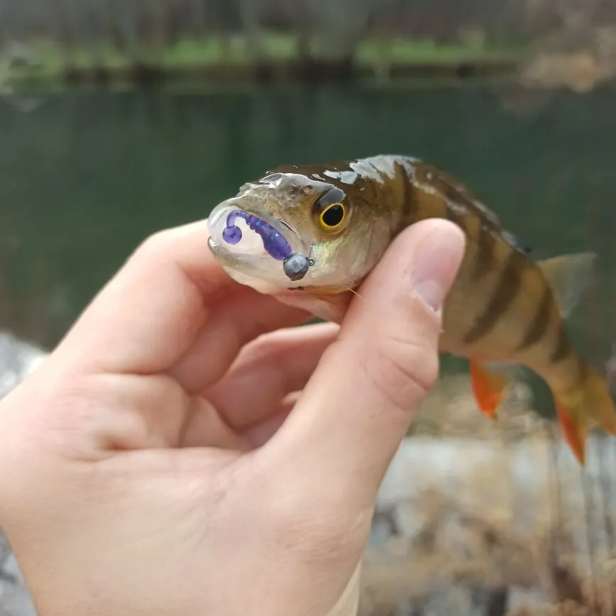 The most recent European perch catches on Fishbrain