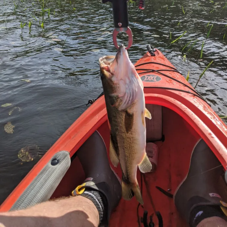 angler catch