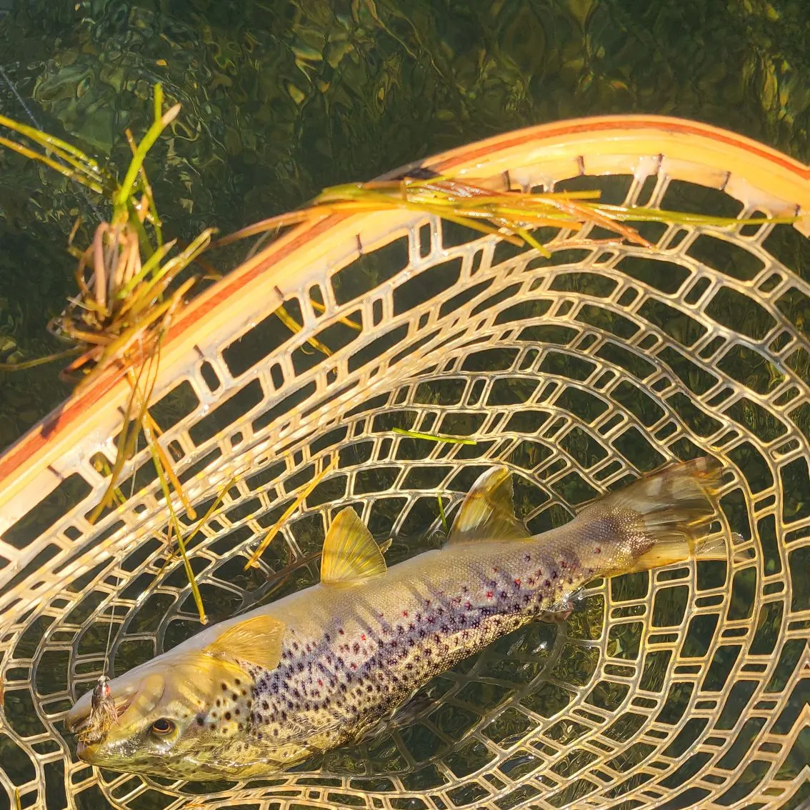 Brown trout caught on Fishbrain