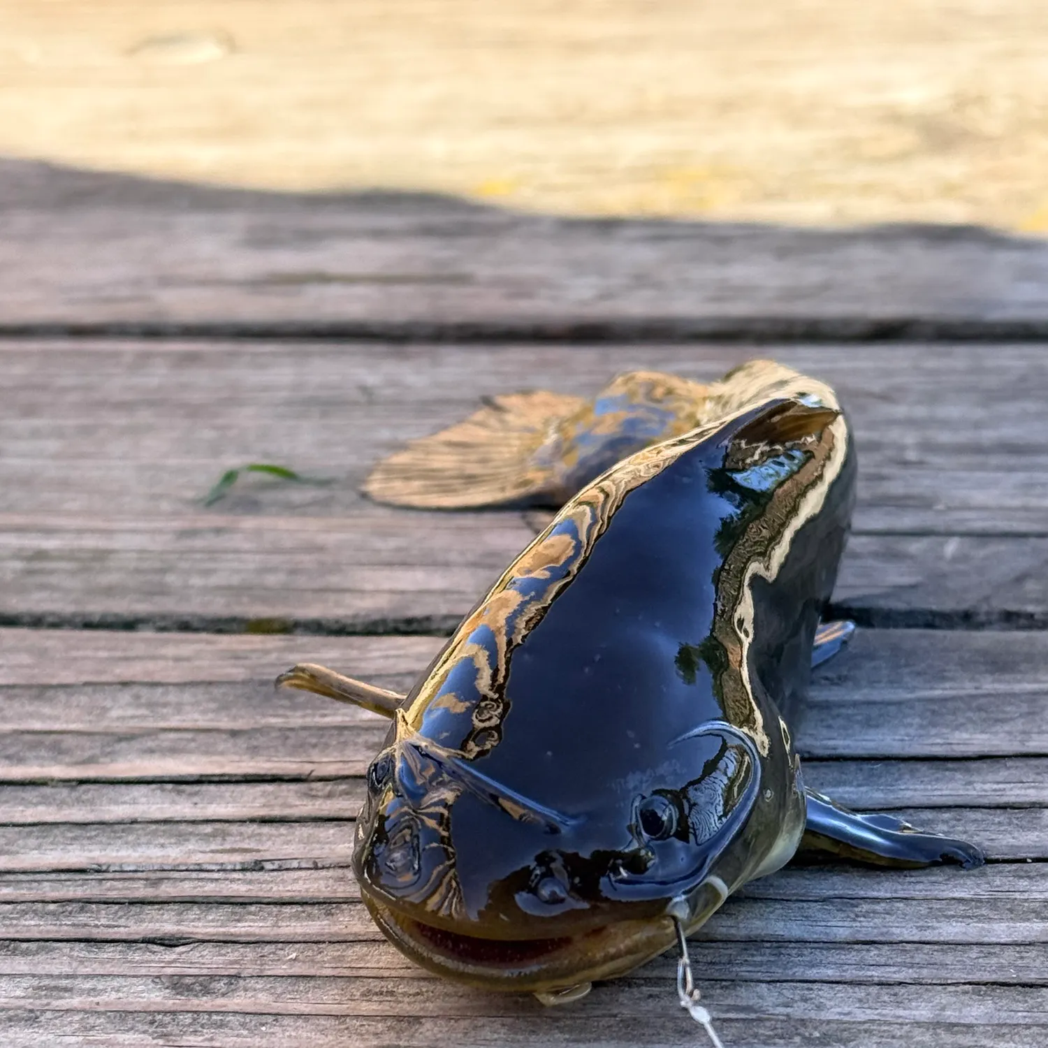 Black bullhead caught on Fishbrain