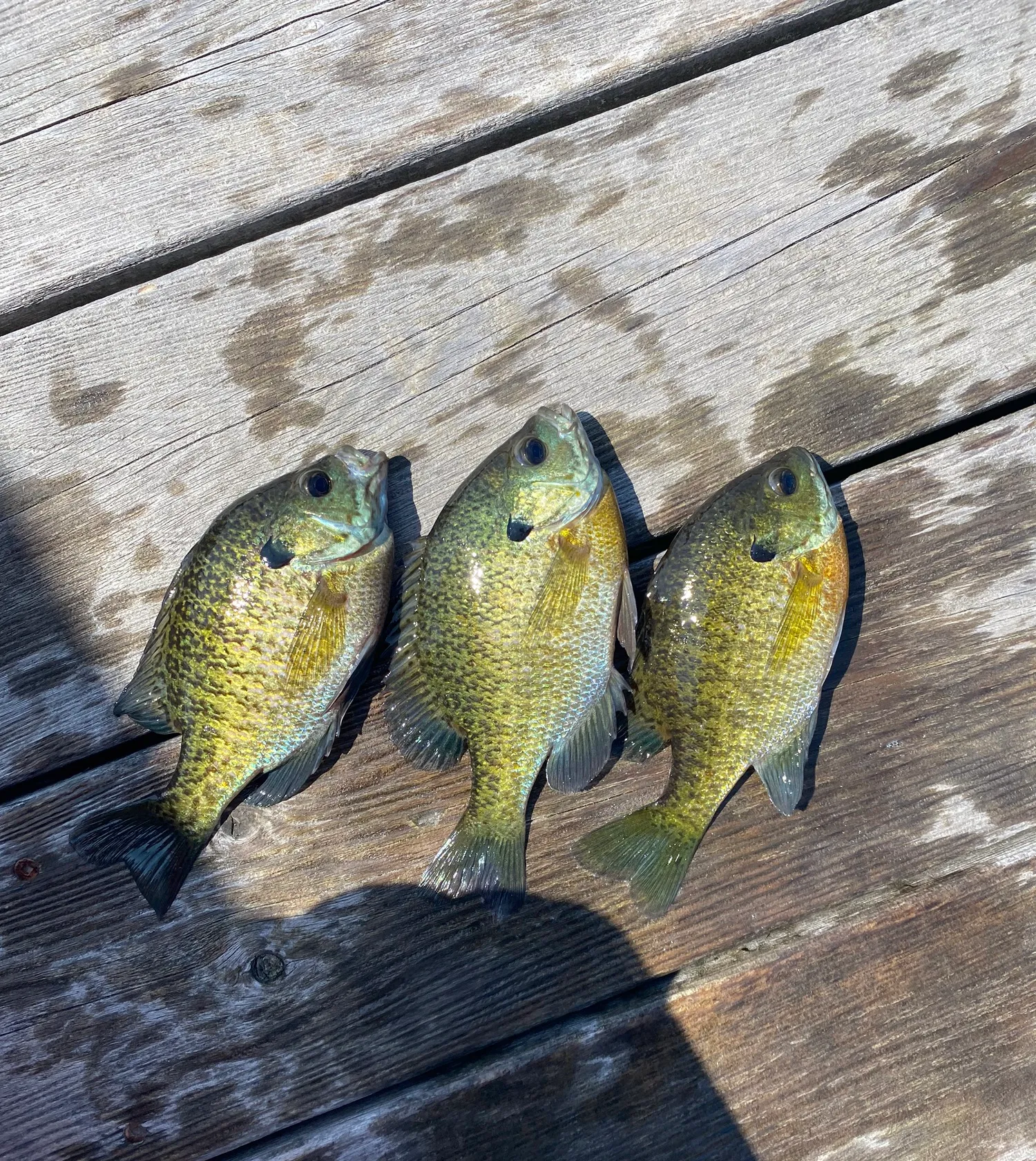 recently logged catches