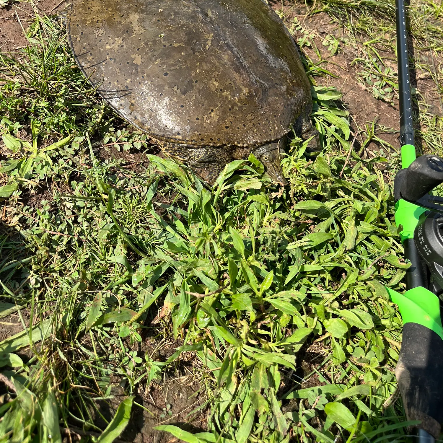 Fish caught on Fishbrain