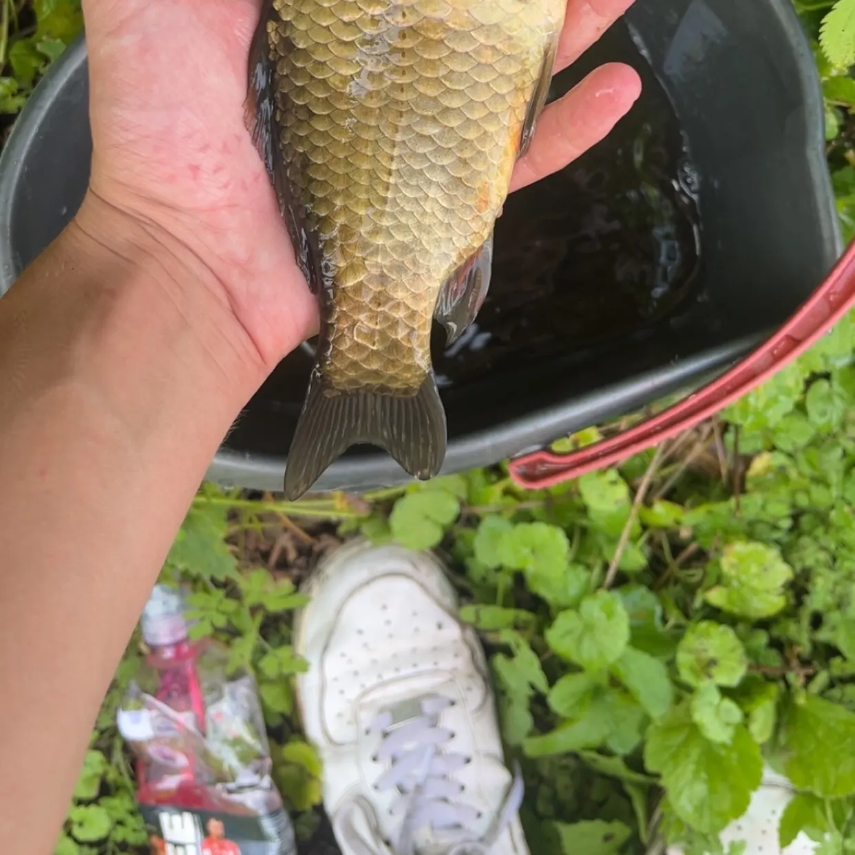 The most recent Crucian carp catches on Fishbrain