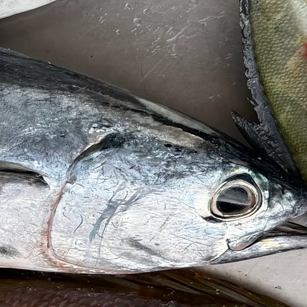 The most recent Atlantic bonito catches on Fishbrain