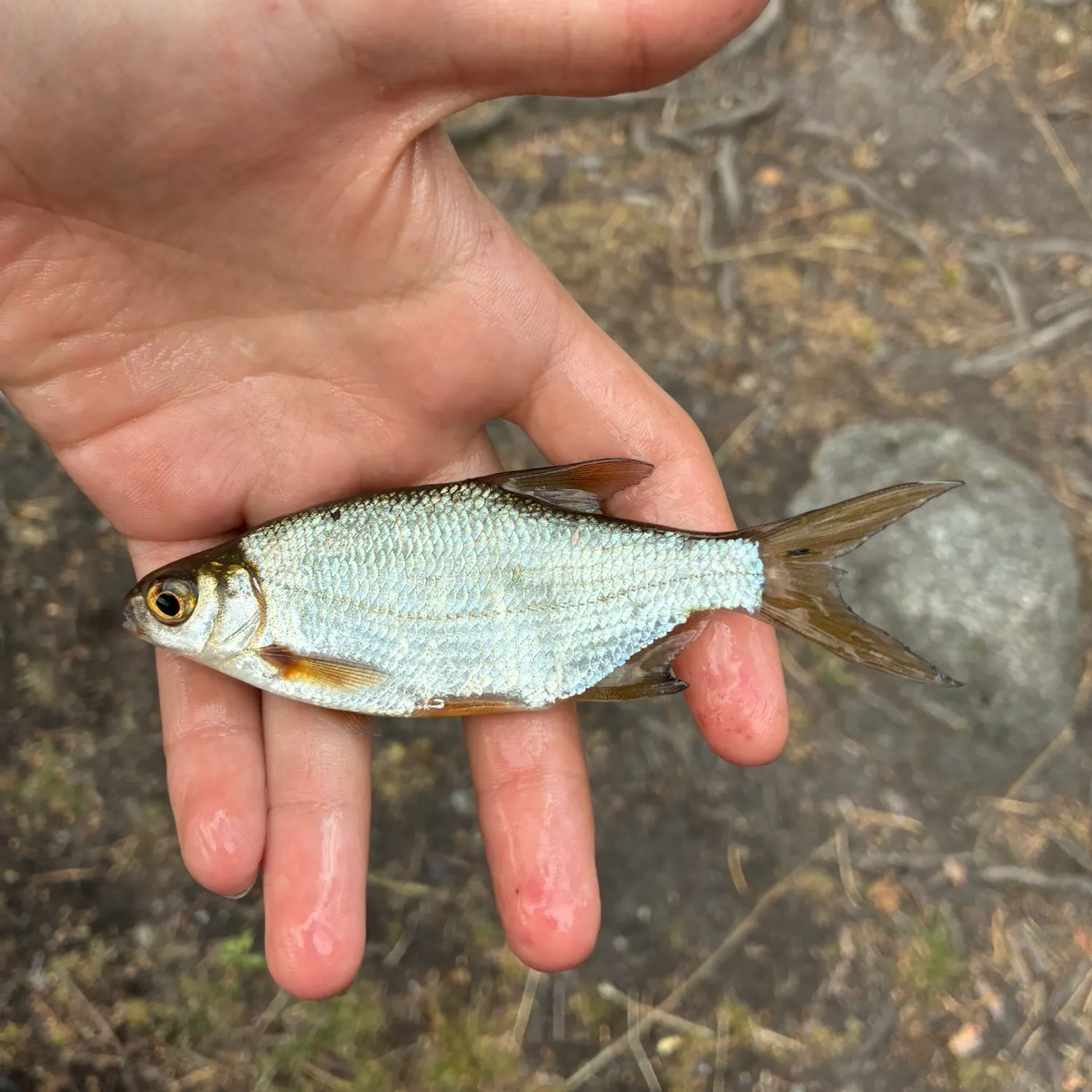 The most recent White bream catches on Fishbrain