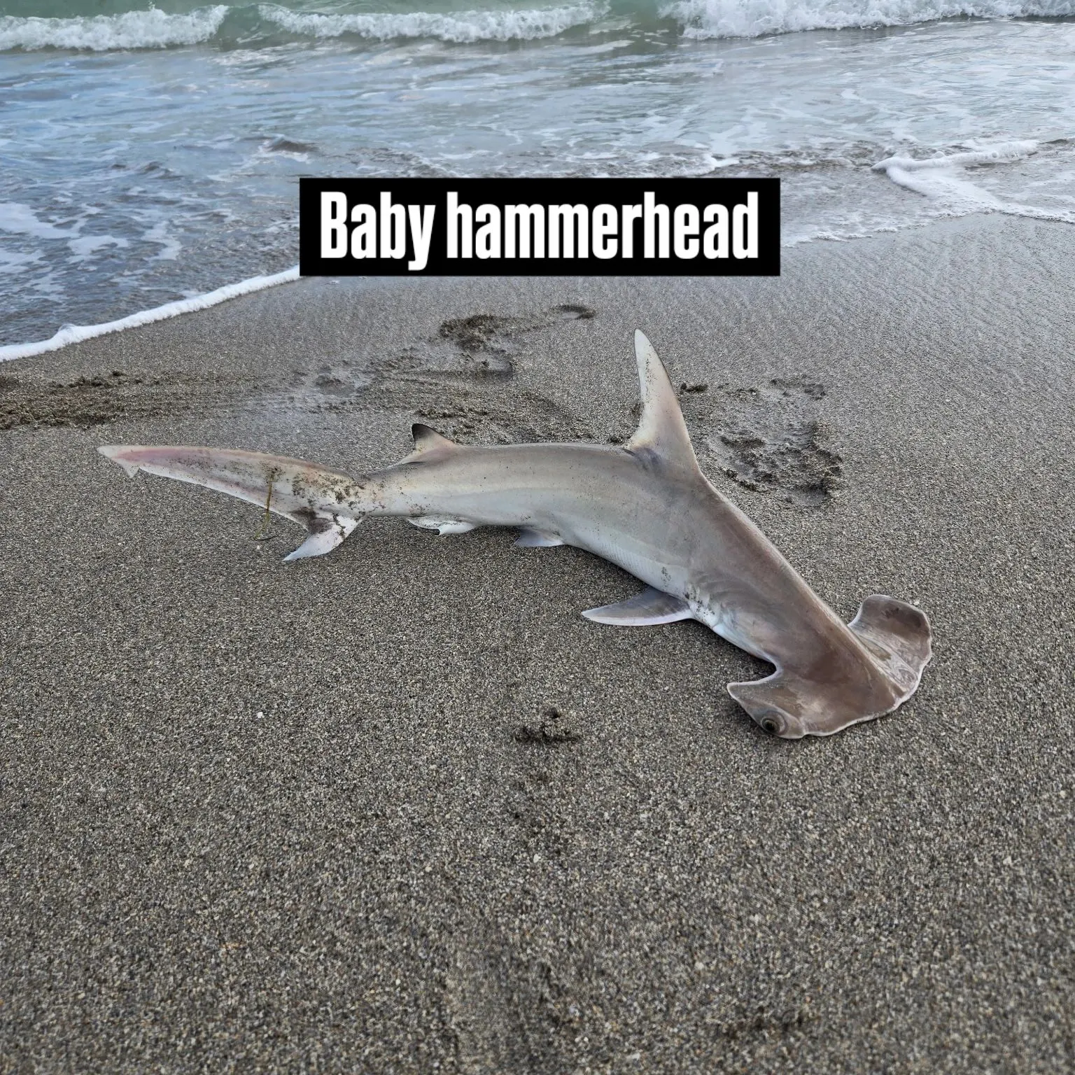 The most recent Smooth hammerhead shark catches on Fishbrain