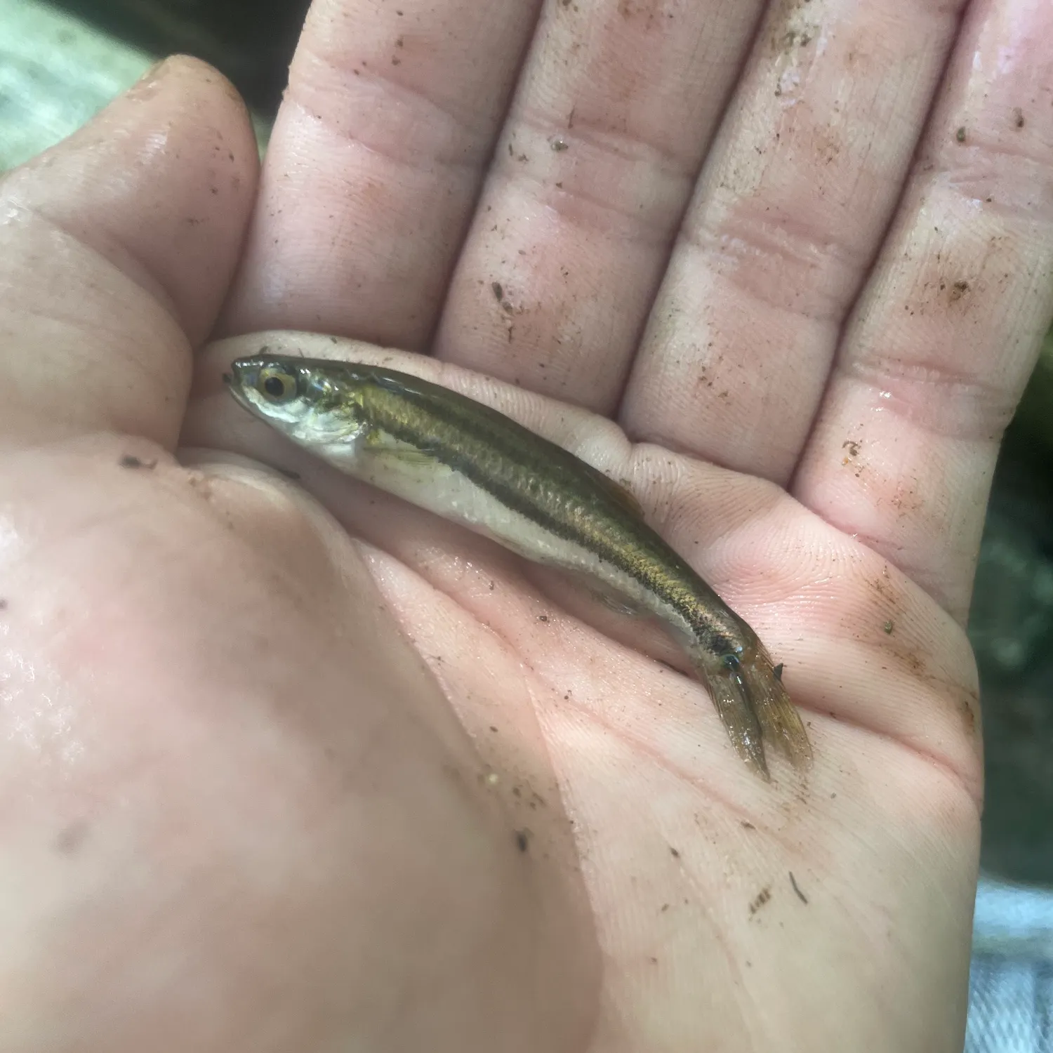 The most popular recent Redside dace catch on Fishbrain