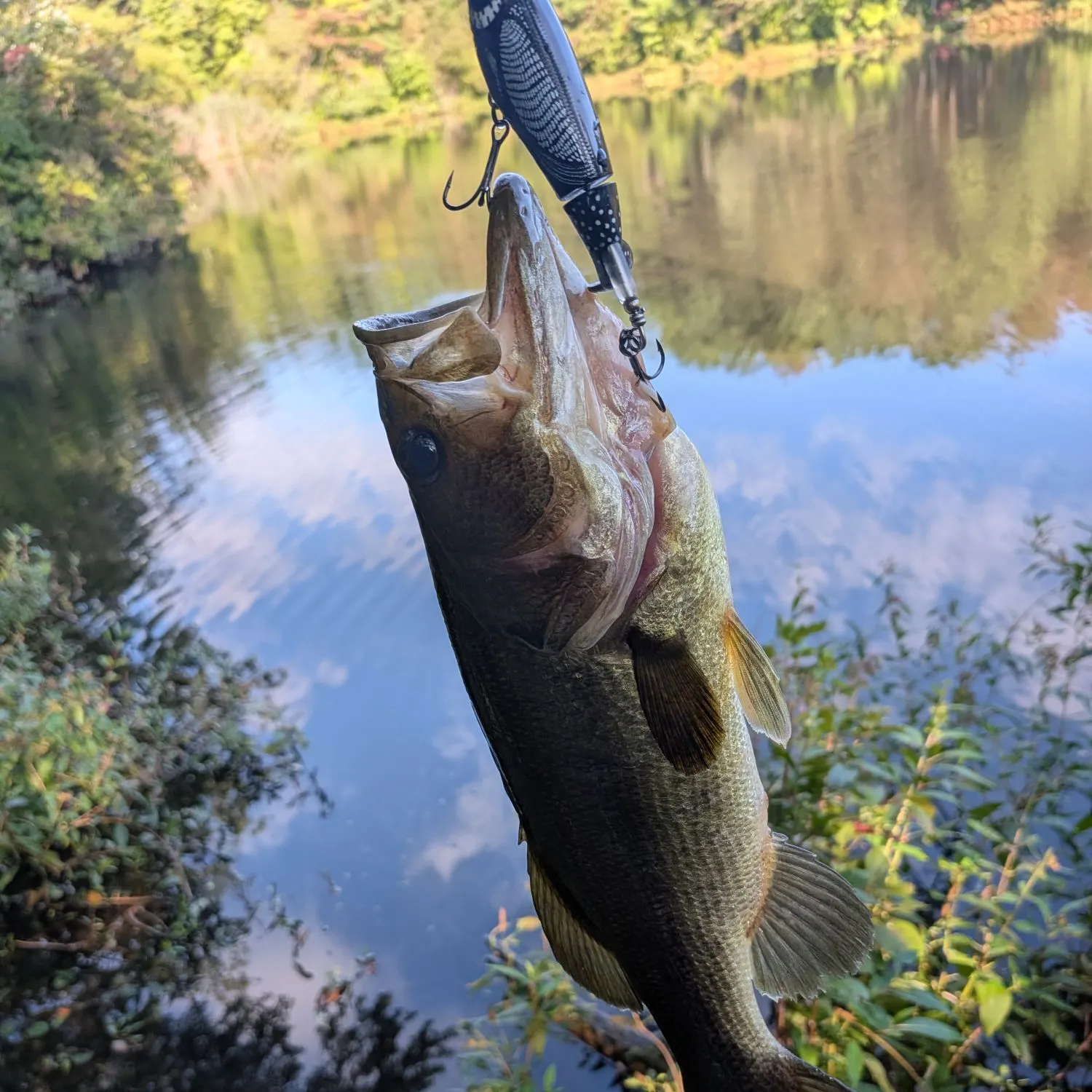 Largemouth bass caught on Fishbrain