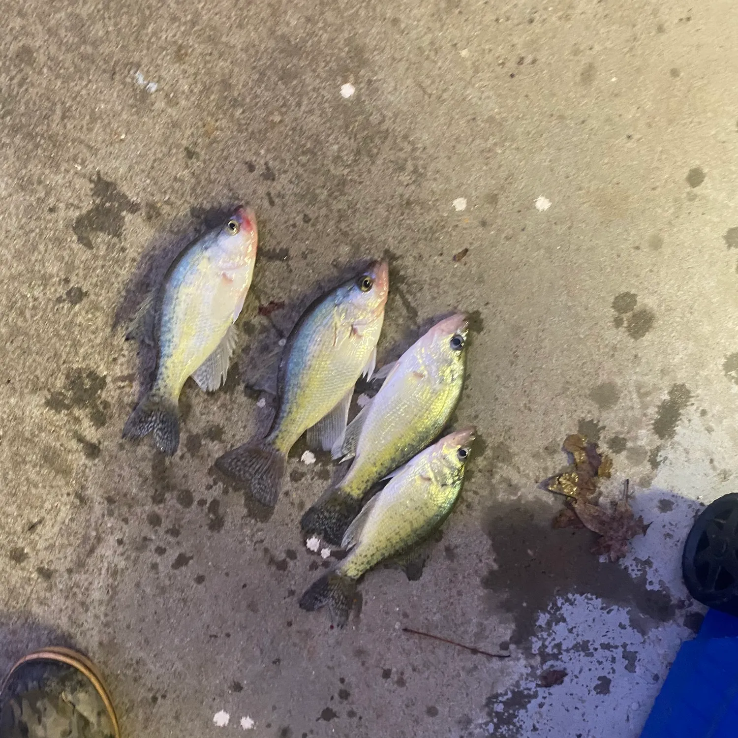 recently logged catches