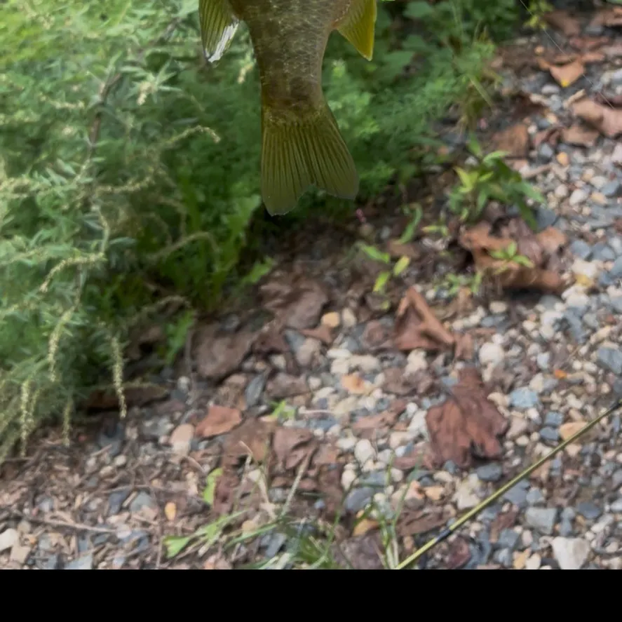 Redear sunfish caught on Fishbrain