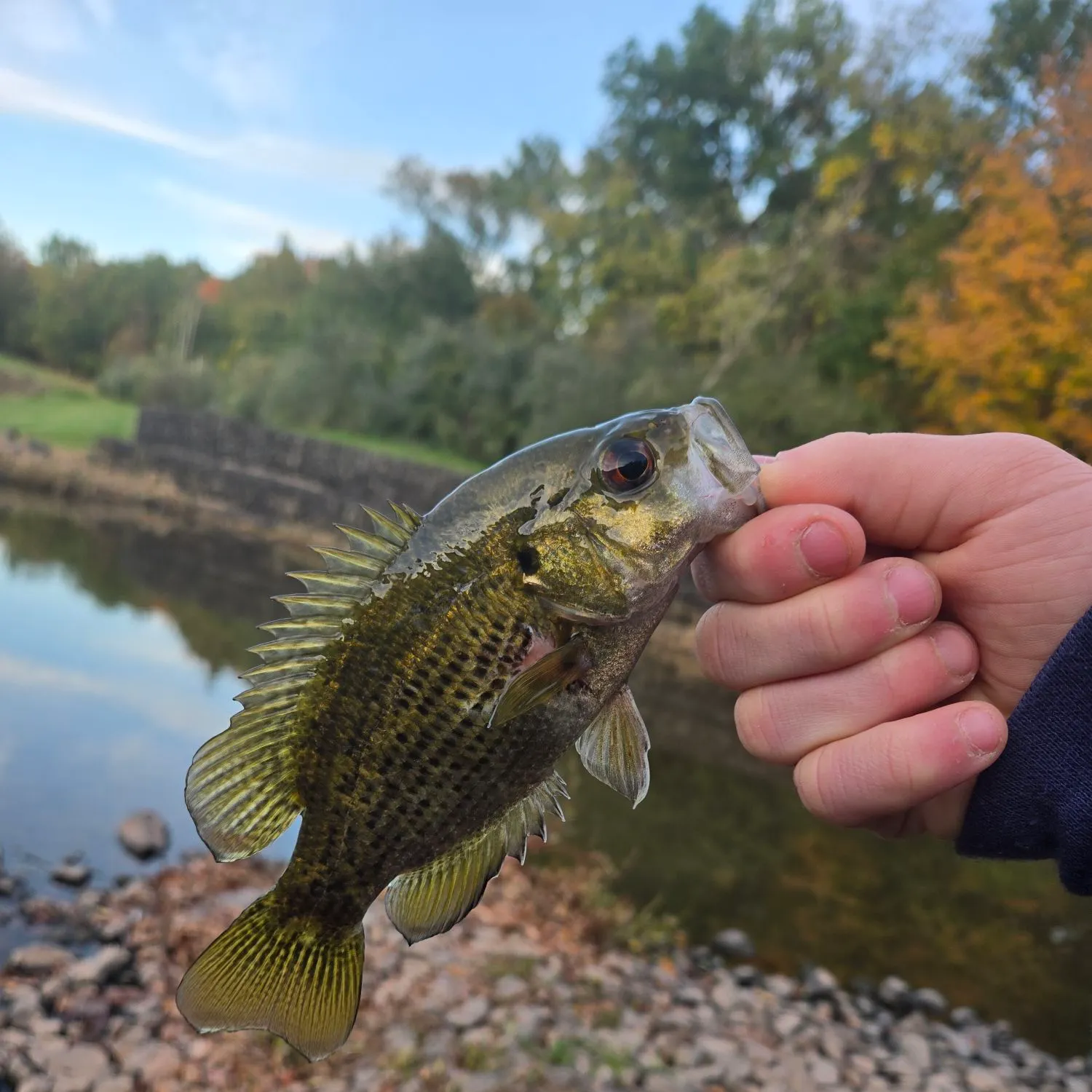 Rock bass caught on Fishbrain