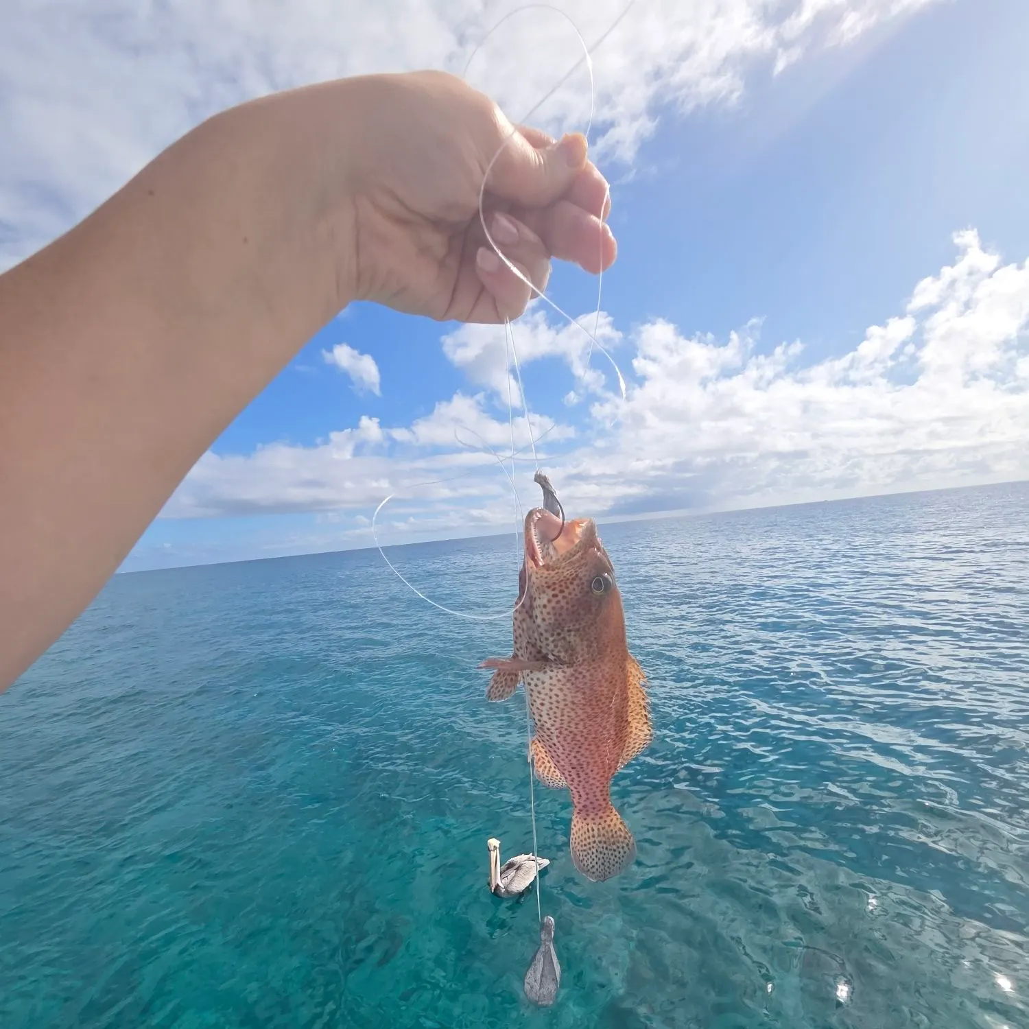 The most recent Graysby grouper catches on Fishbrain