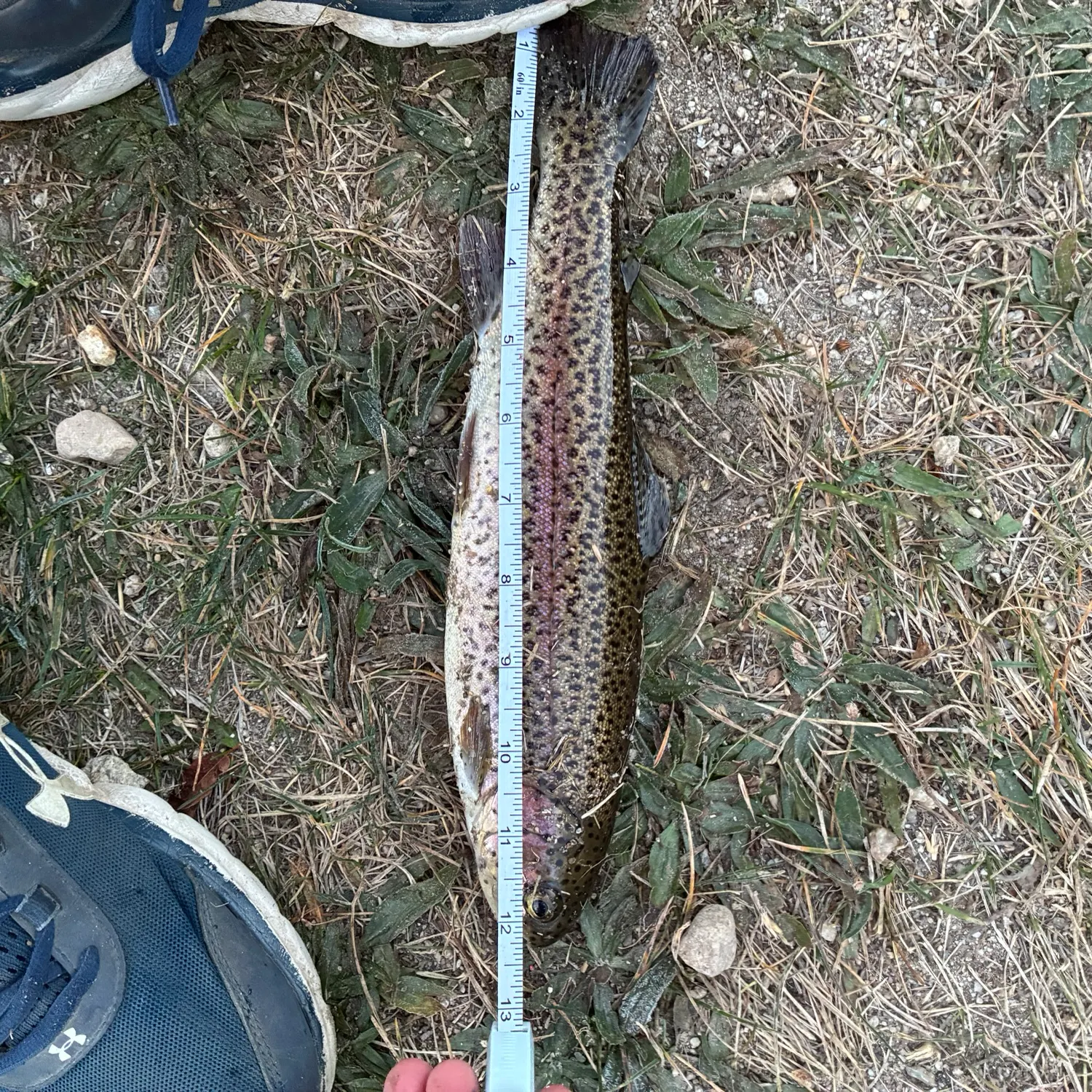 Rainbow trout caught on Fishbrain