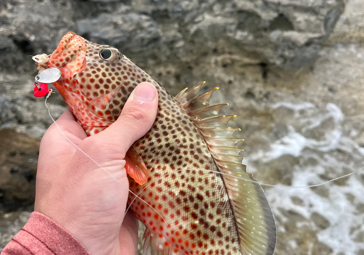 Red hind grouper