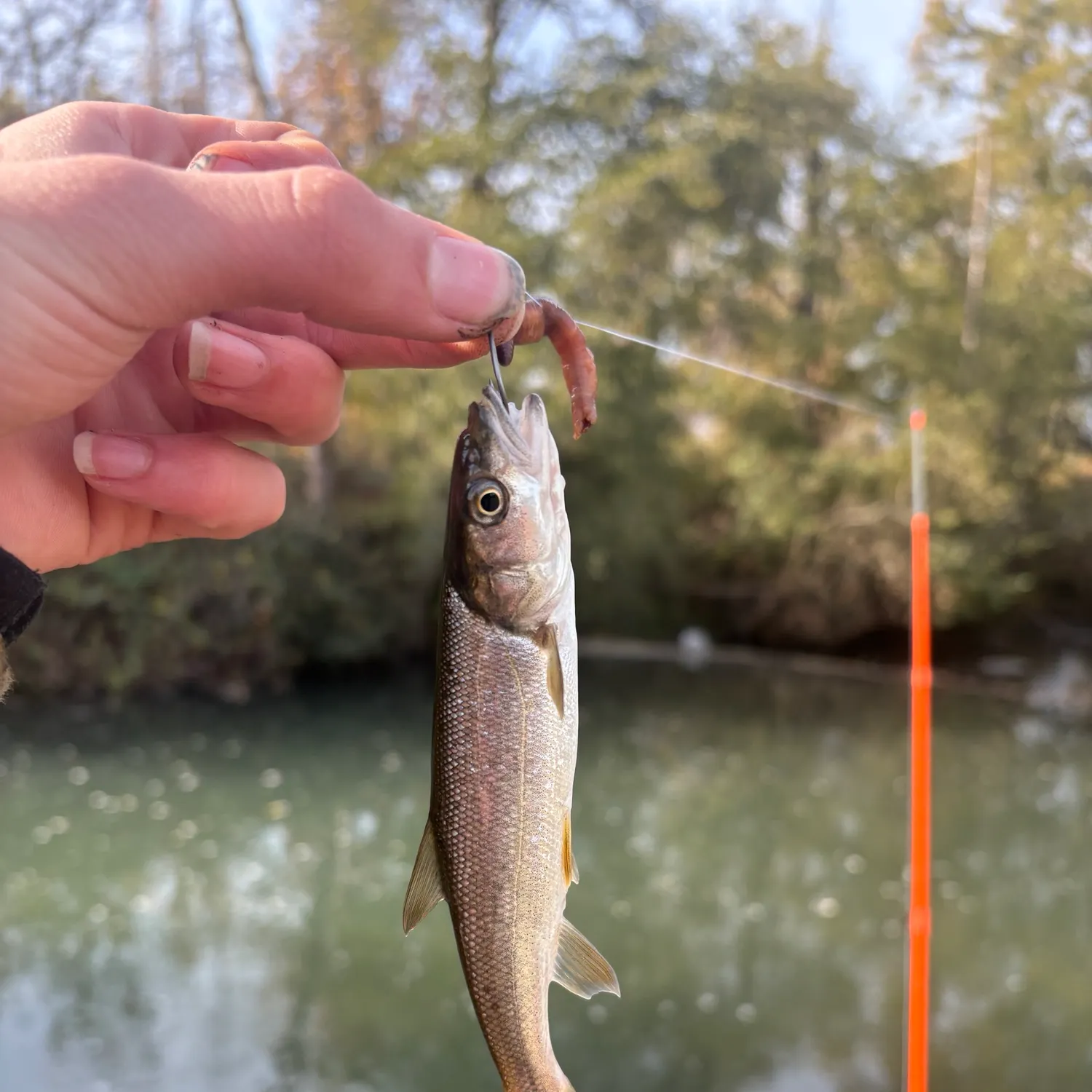 Northern pikeminnow caught on Fishbrain