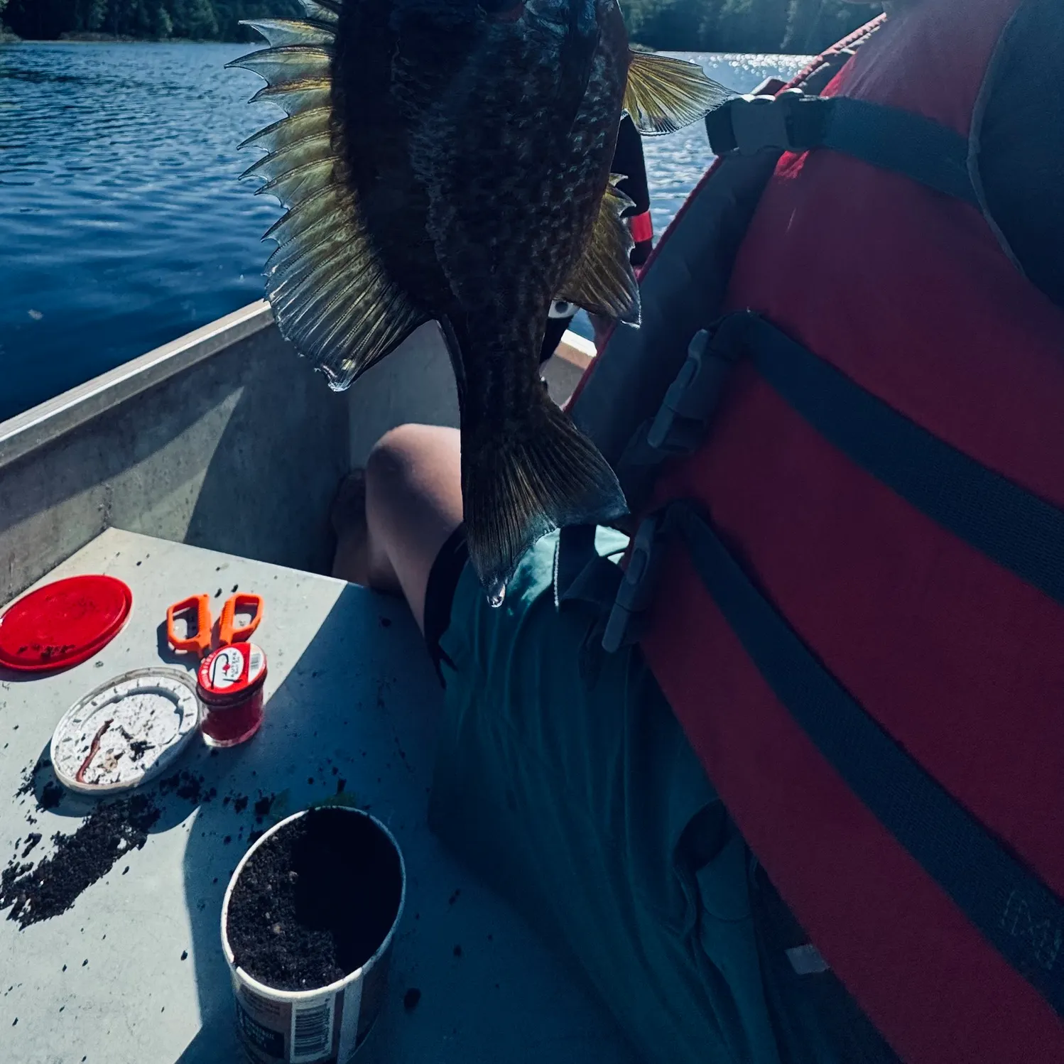 Pumpkinseed caught on Fishbrain