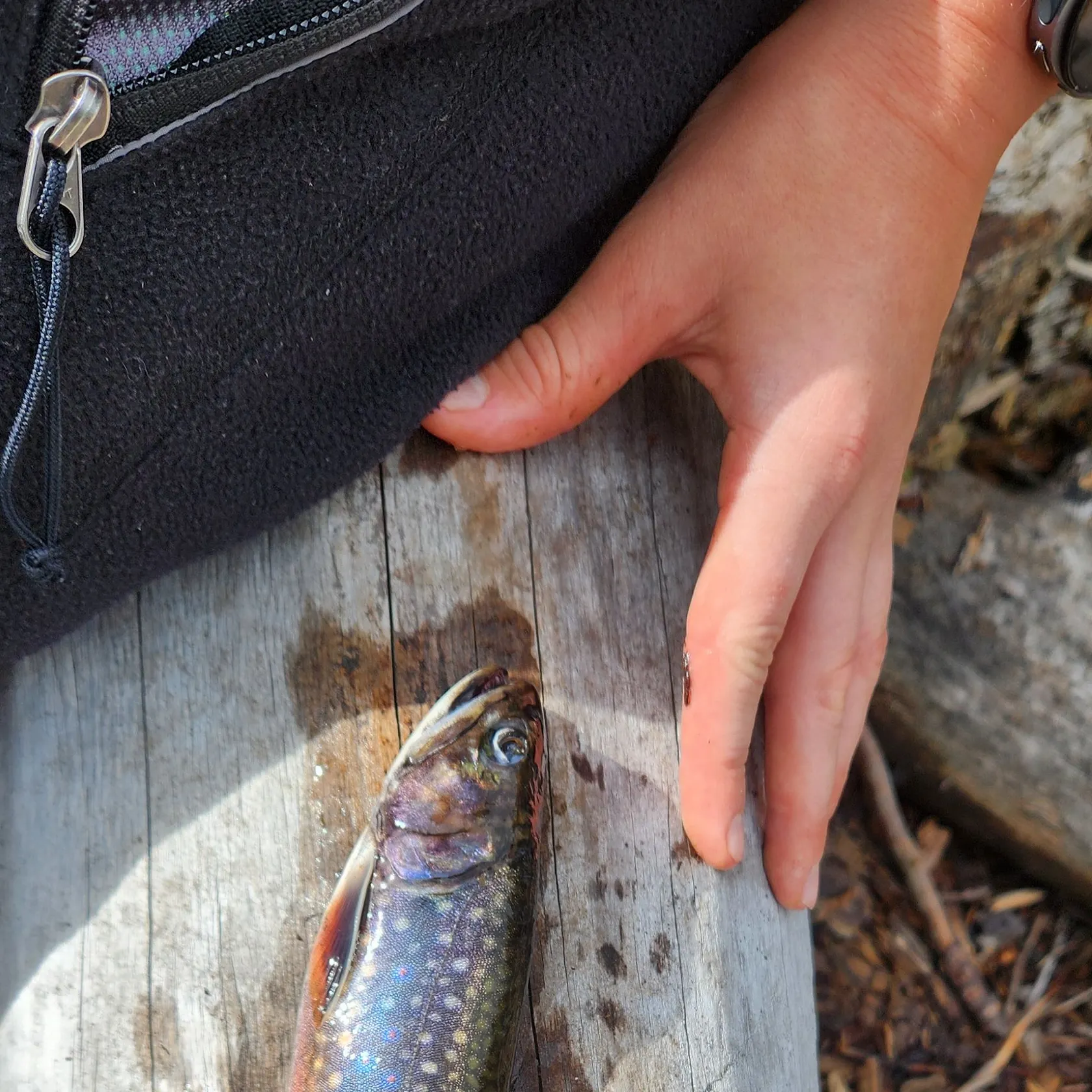 Brook trout caught on Fishbrain