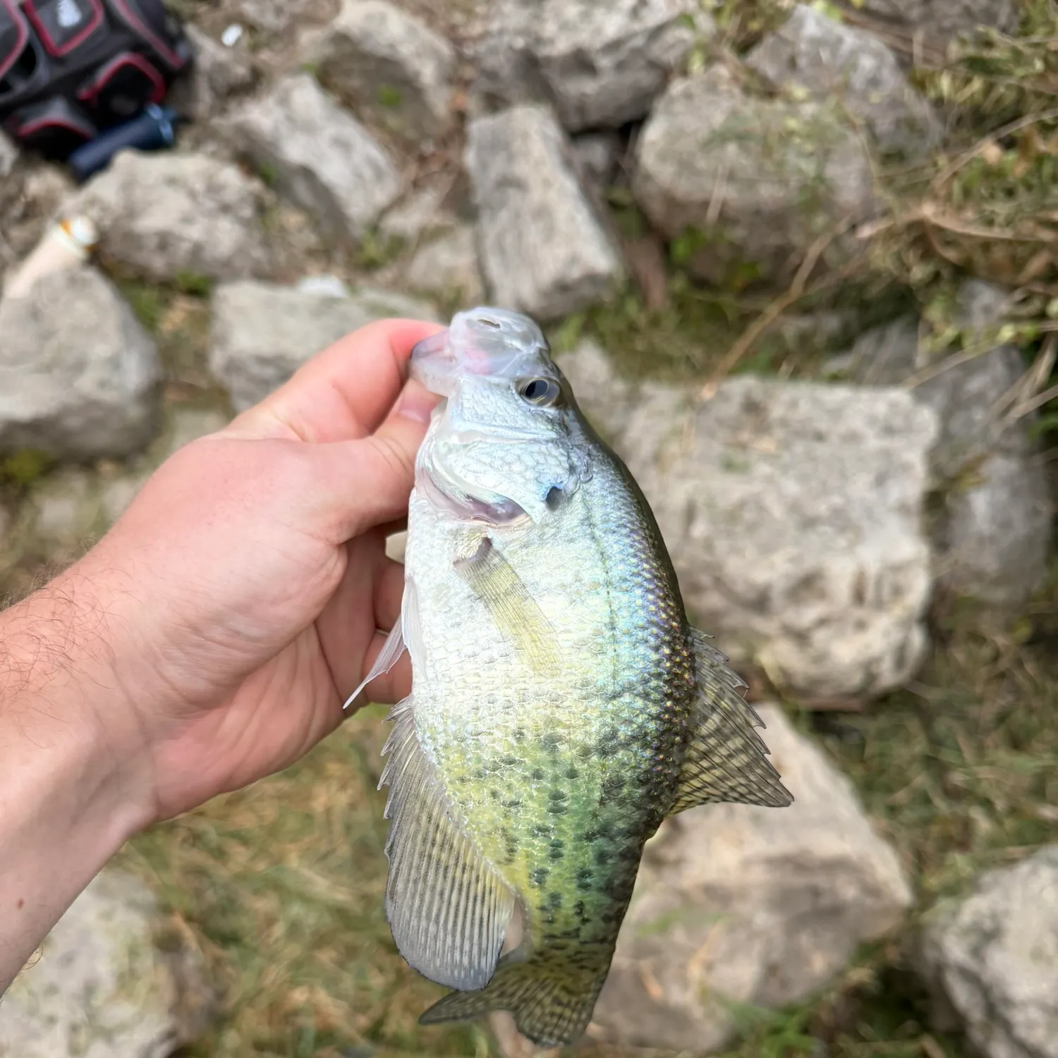 White crappie caught on Fishbrain