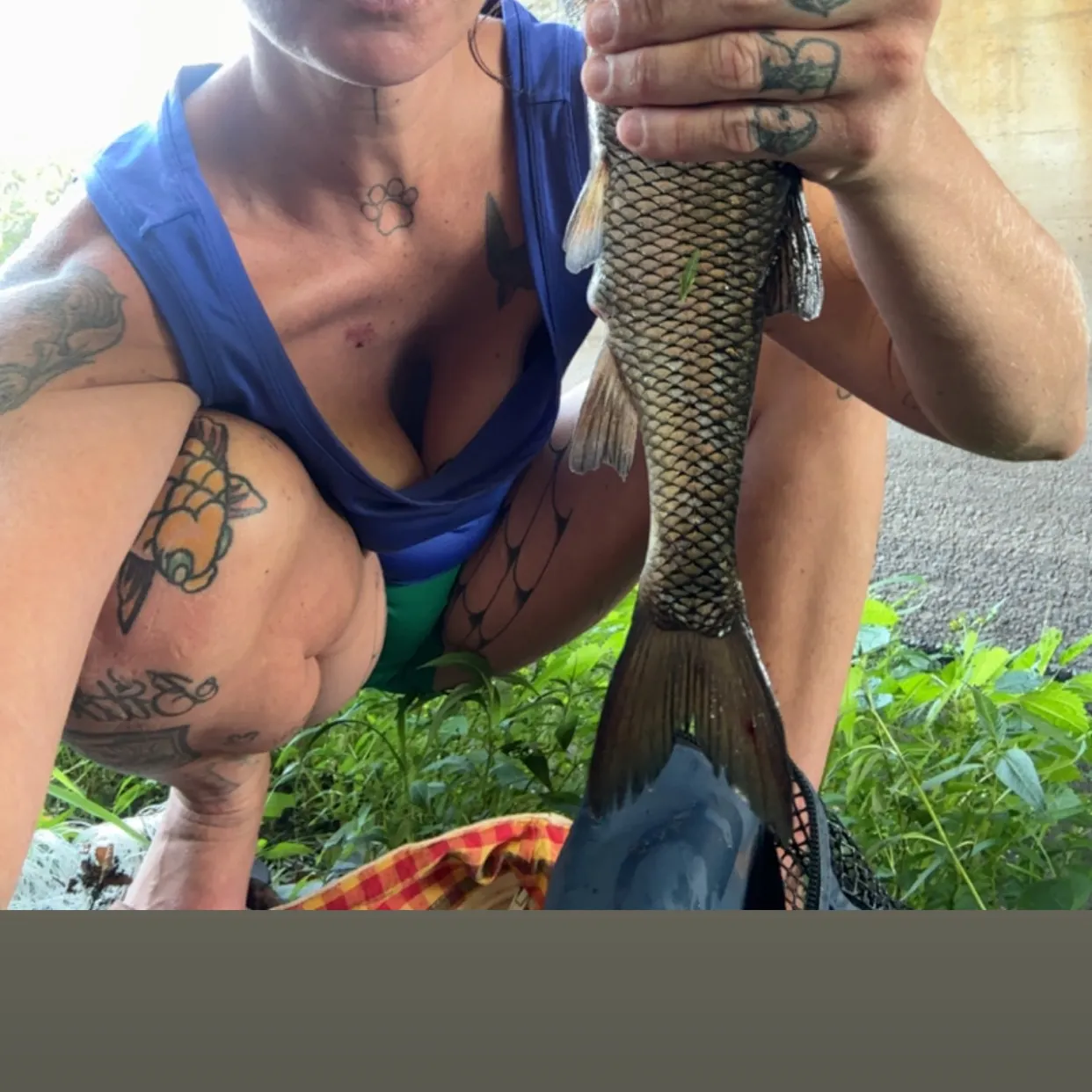 Fallfish caught on Fishbrain