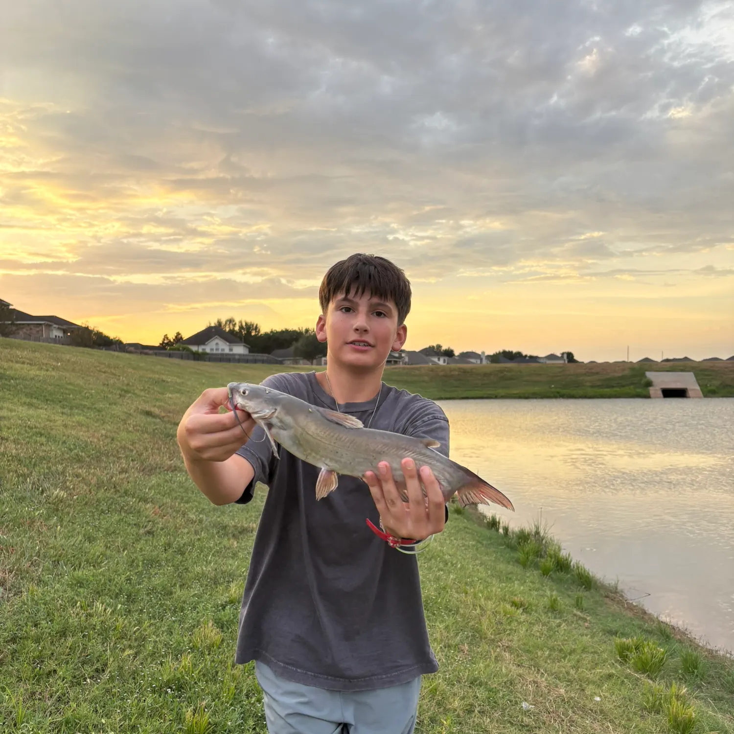 Channel catfish caught on Fishbrain